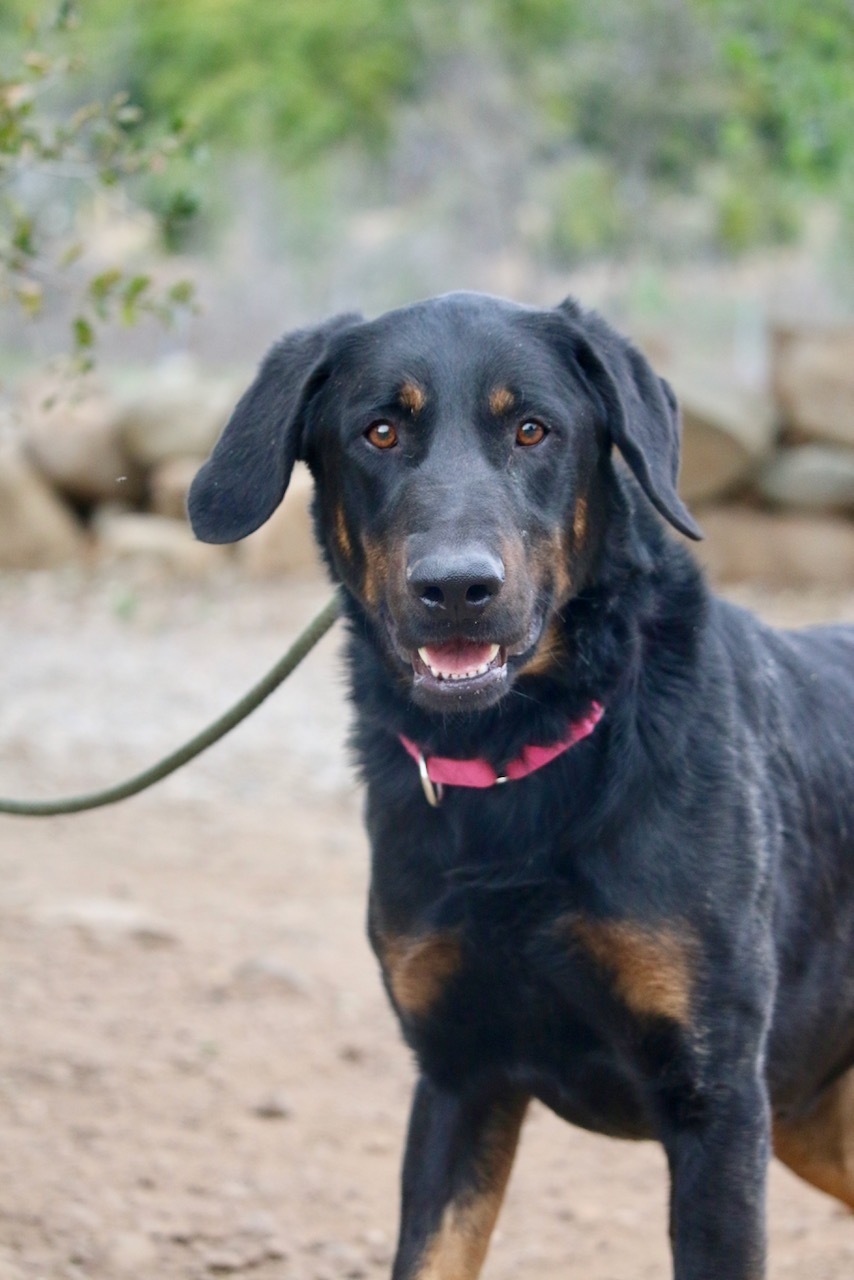 Enlarge Nico, a Adoptable mixed breed in Fillmore, CA image 1/8
