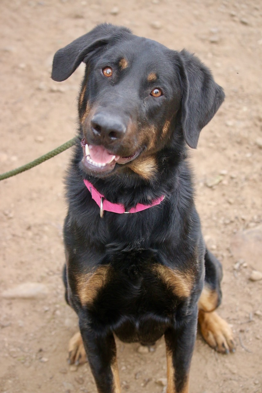 Enlarge Nico, a Adoptable mixed breed in Fillmore, CA image 2/8