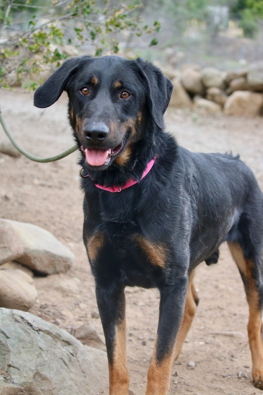 Enlarge Nico, a Adoptable mixed breed in Fillmore, CA image 3/8