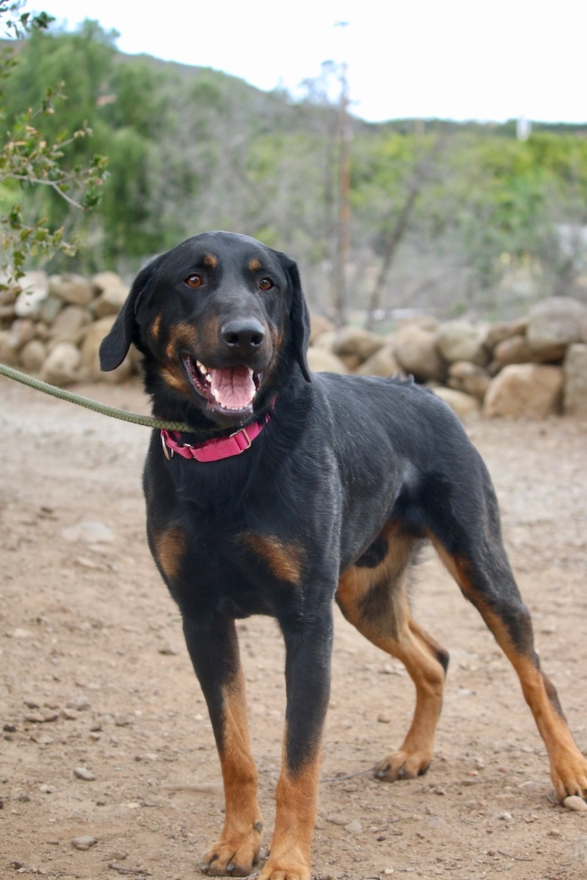 Enlarge Nico, a Adoptable mixed breed in Fillmore, CA image 4/8