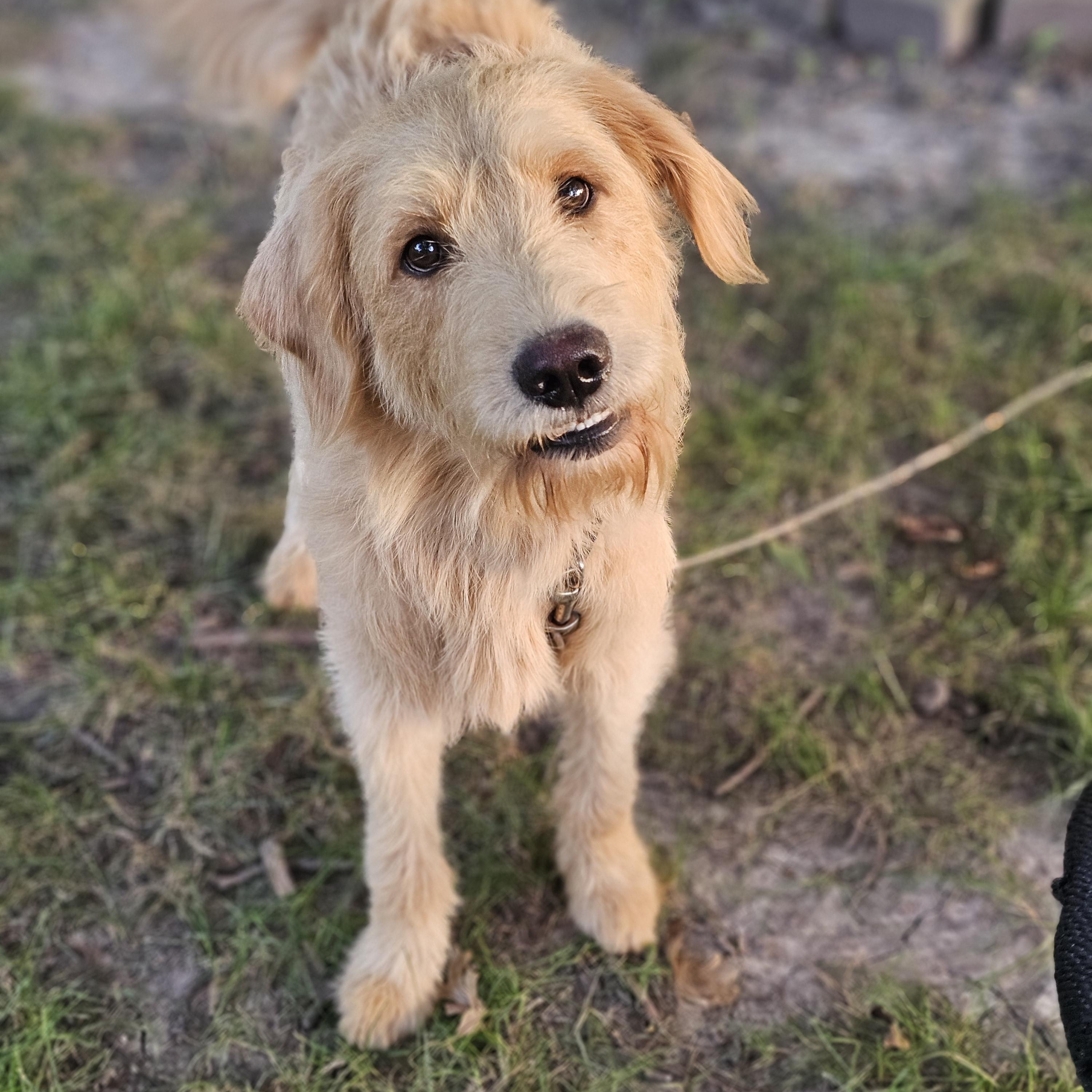 Enlarge Blakely, a ADOPTABLE Goldendoodle in O Fallon, IL image 5/6