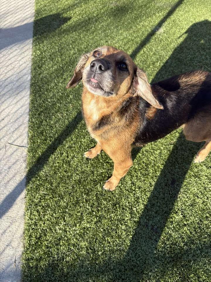 Madeline , a ADOPTABLE Beagle in Fayetteville, AR image 1/6