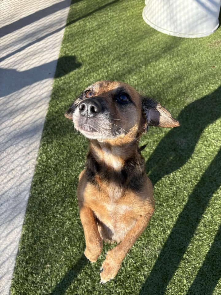Madeline , a ADOPTABLE Beagle in Fayetteville, AR image 2/6