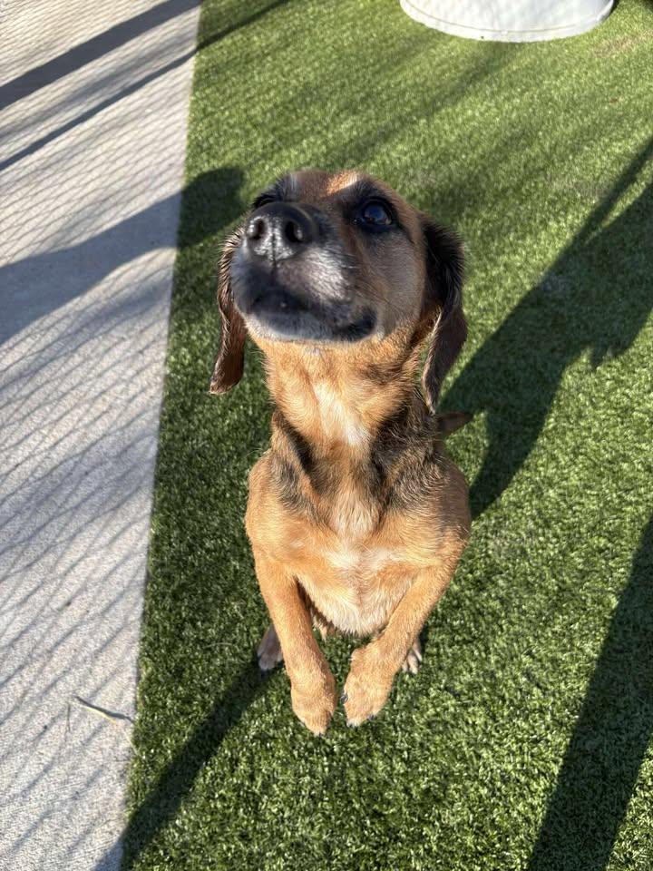 Madeline , a ADOPTABLE Beagle in Fayetteville, AR image 3/6