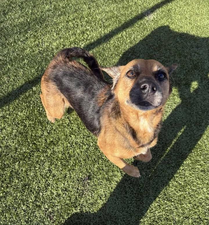 Madeline , a ADOPTABLE Beagle in Fayetteville, AR image 4/6