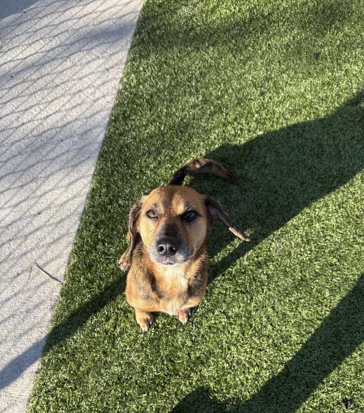 Madeline , a ADOPTABLE Beagle in Fayetteville, AR image 5/6