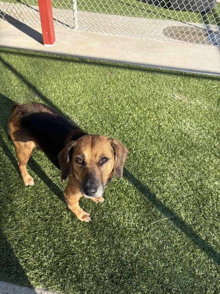 Madeline , a ADOPTABLE Beagle in Fayetteville, AR image 6/6