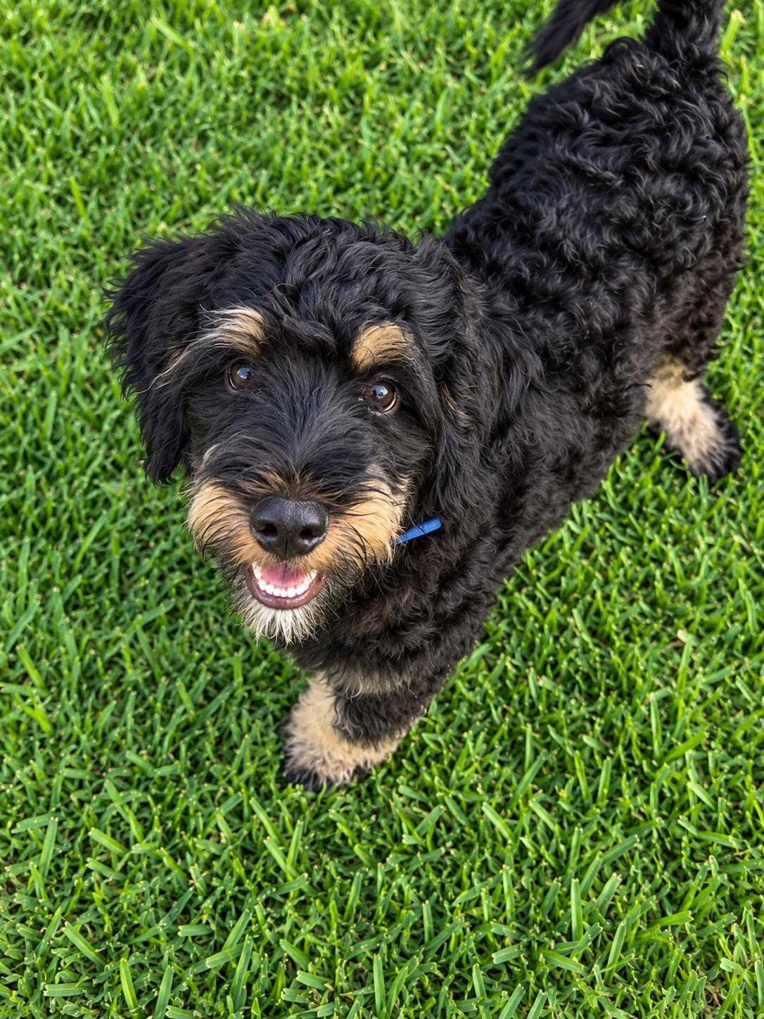Enlarge Collins, a Adoptable mixed breed in Valrico, FL image 1/3