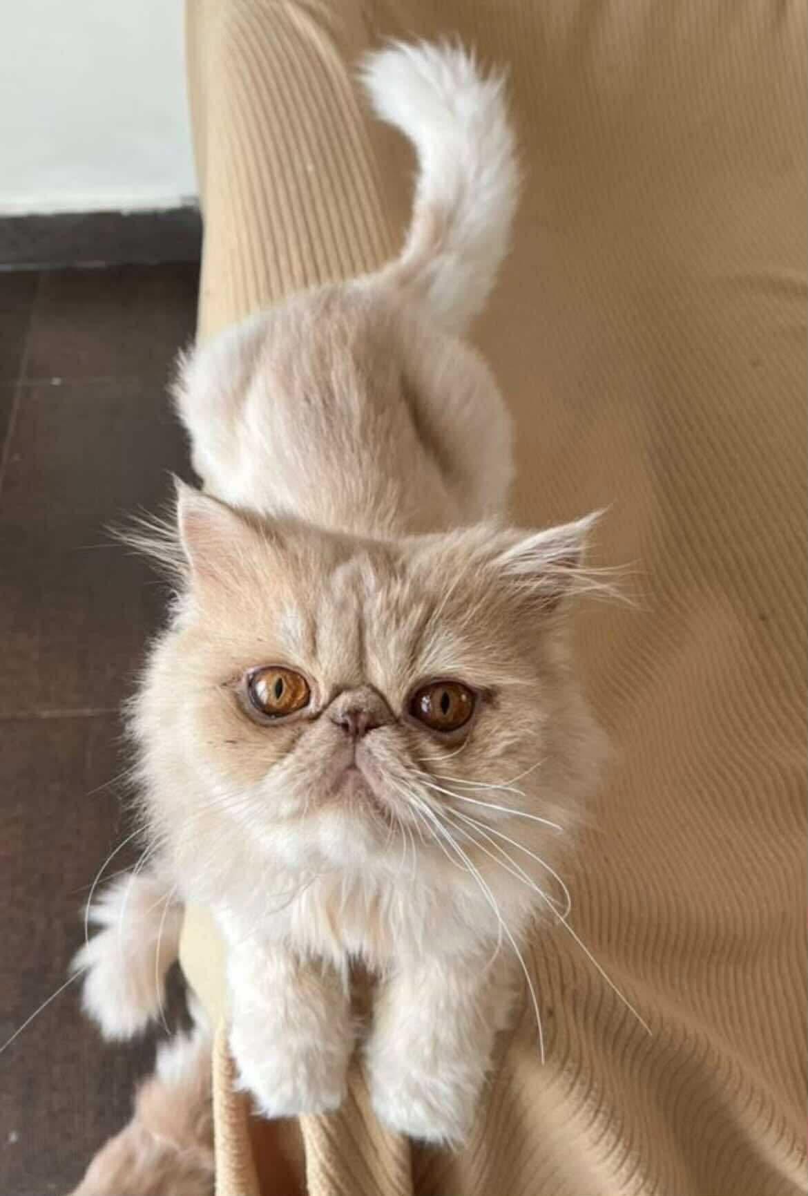 Kurt, a Adoptable Persian in Woodmere, NY image 1/2