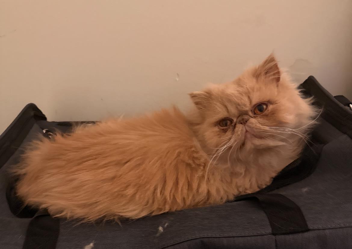 Kurt, a Adoptable Persian in Woodmere, NY image 2/2