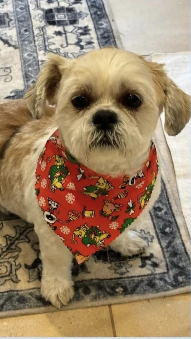 Koffee, Adopted, Adult Male Shih Tzu.