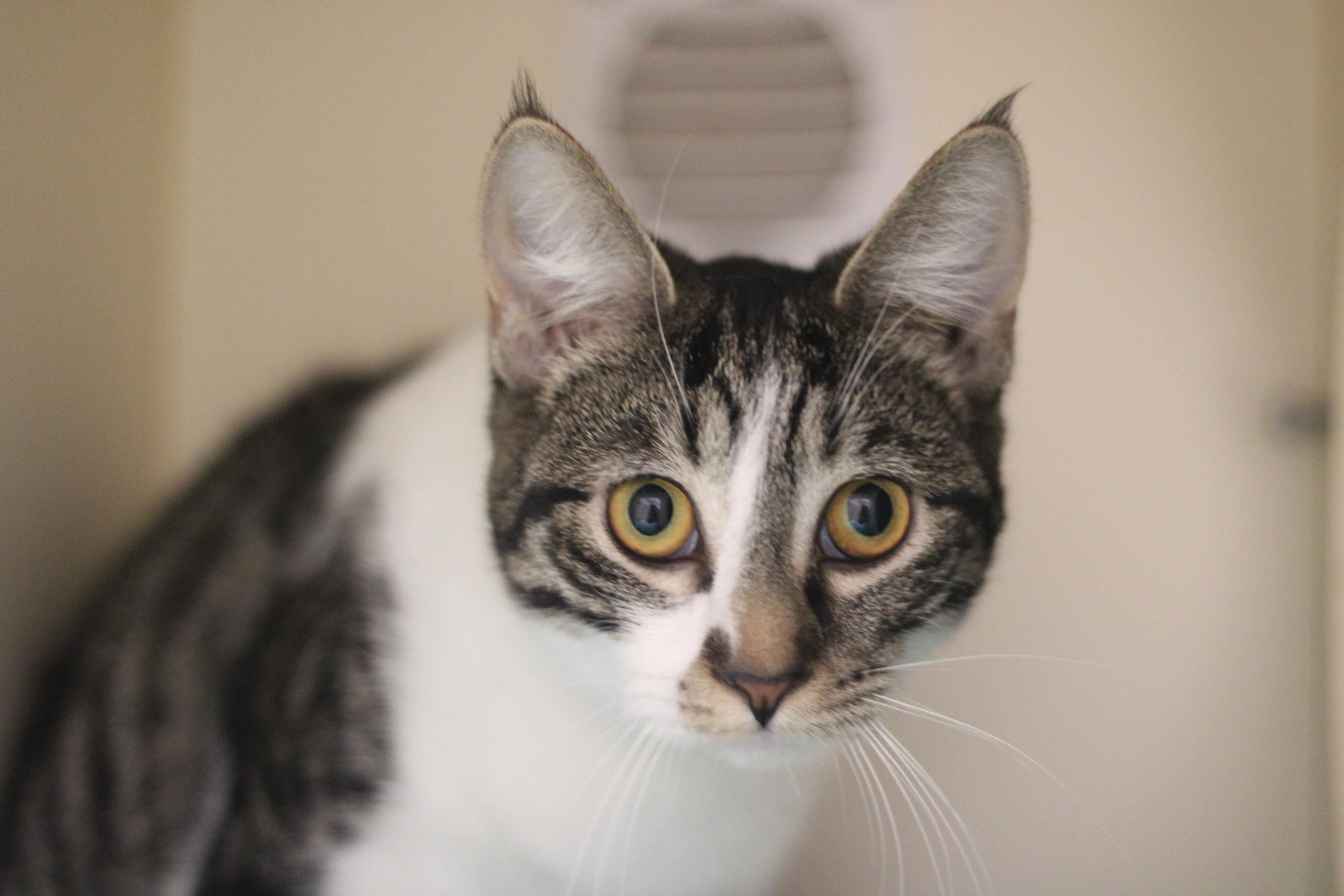 Enlarge Flo, a ADOPTABLE Domestic Short Hair in Cooperstown, NY image 3/3