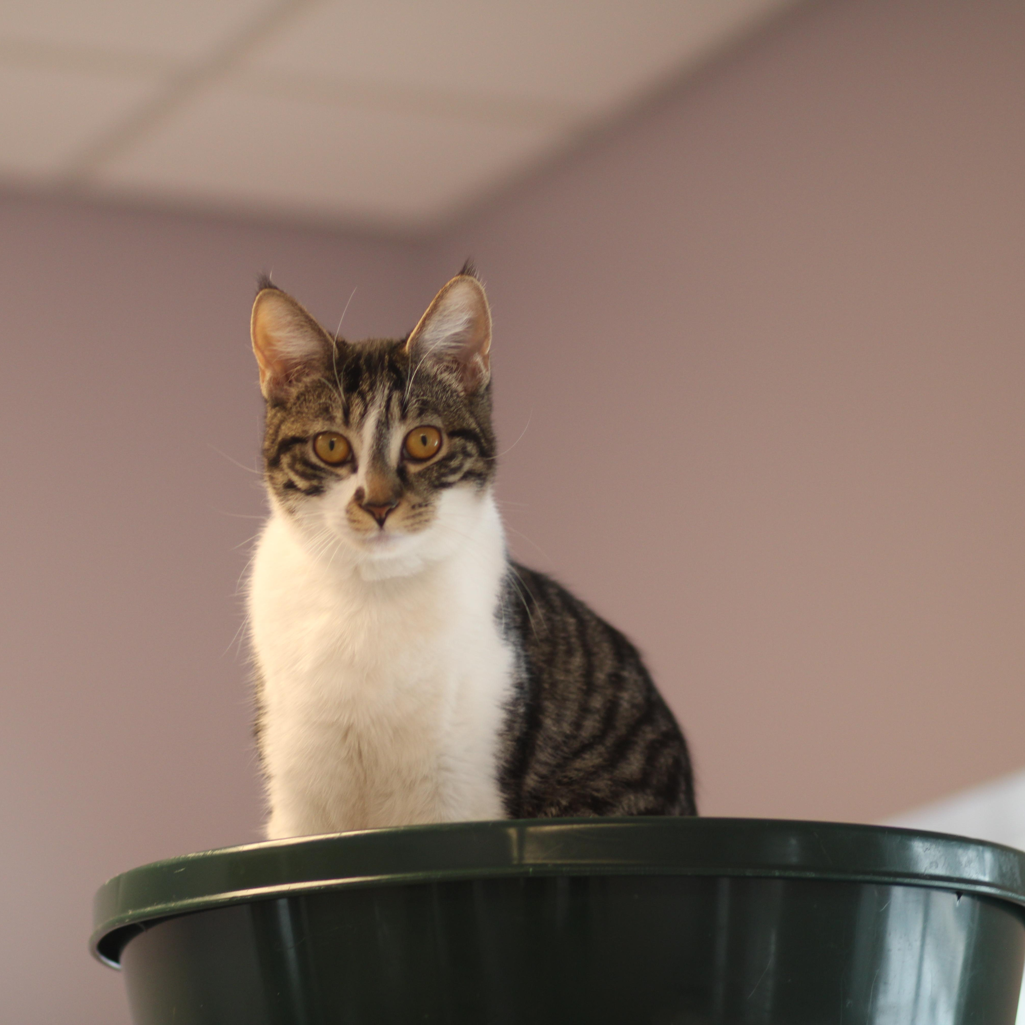 Enlarge Flo, a ADOPTABLE Domestic Short Hair in Cooperstown, NY image 2/3