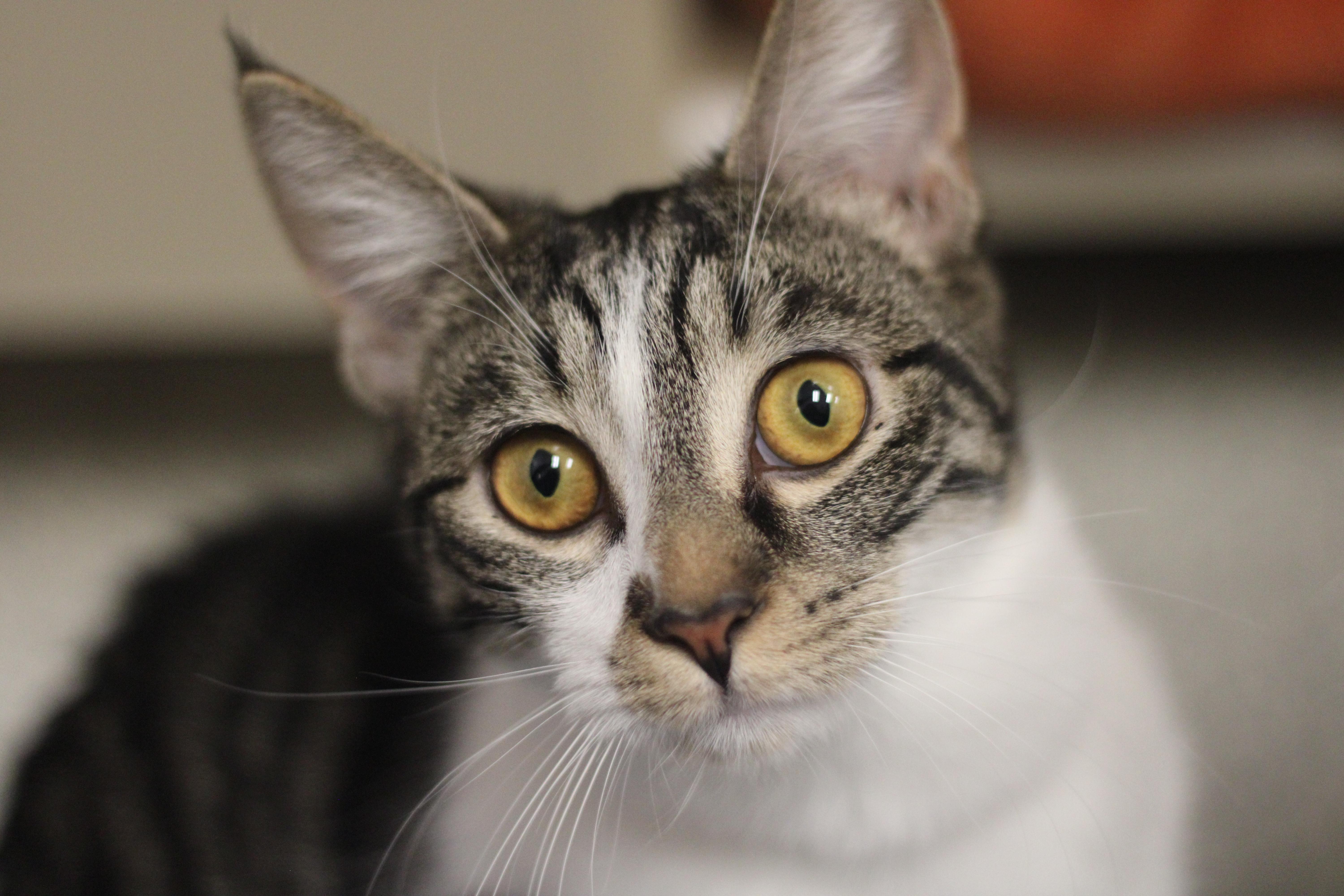 Flo, ADOPTABLE, Young Female Domestic Short Hair.