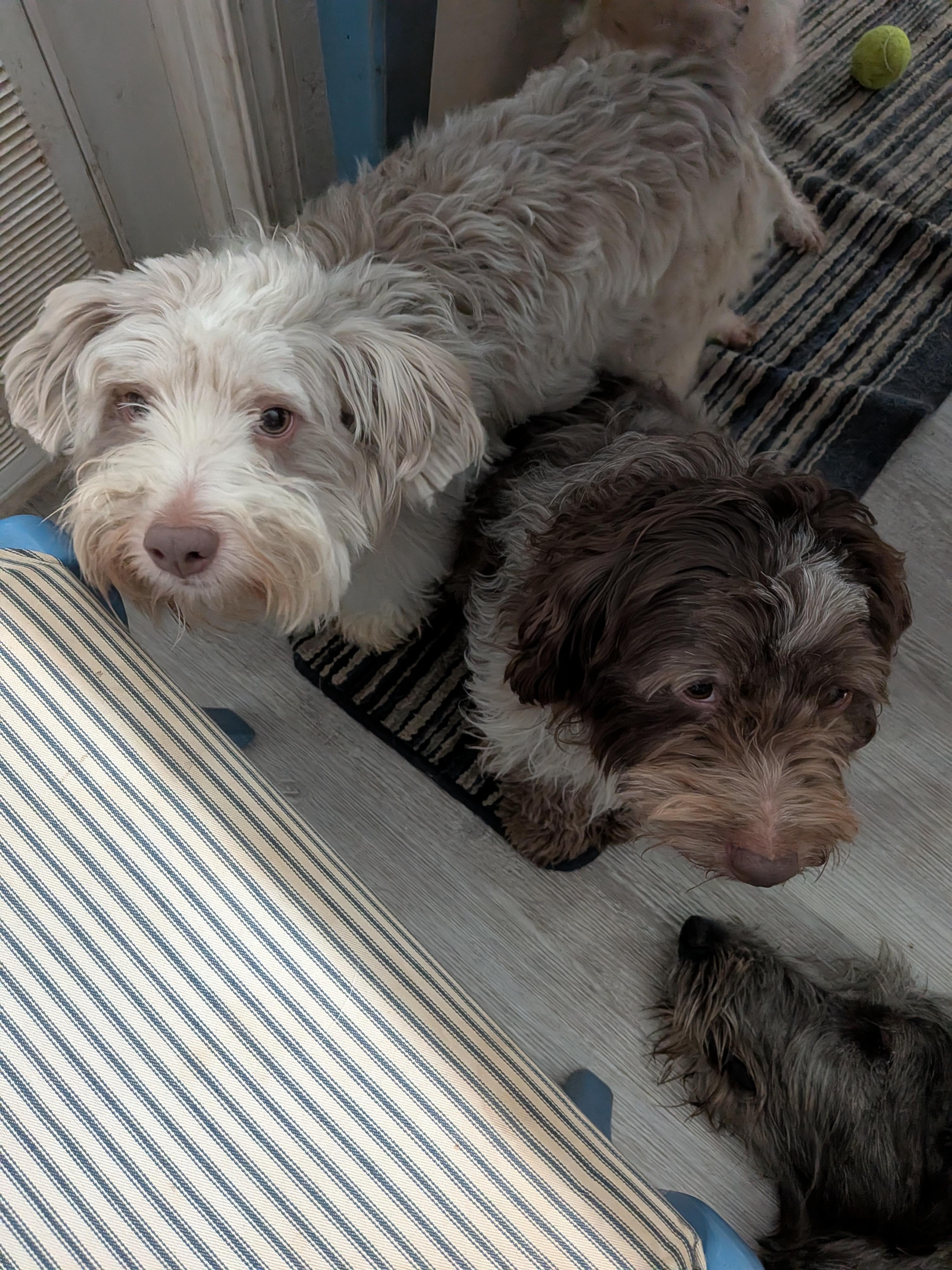 Enlarge Teddy, an adopted Havanese in Beaverton, OR image 1/1