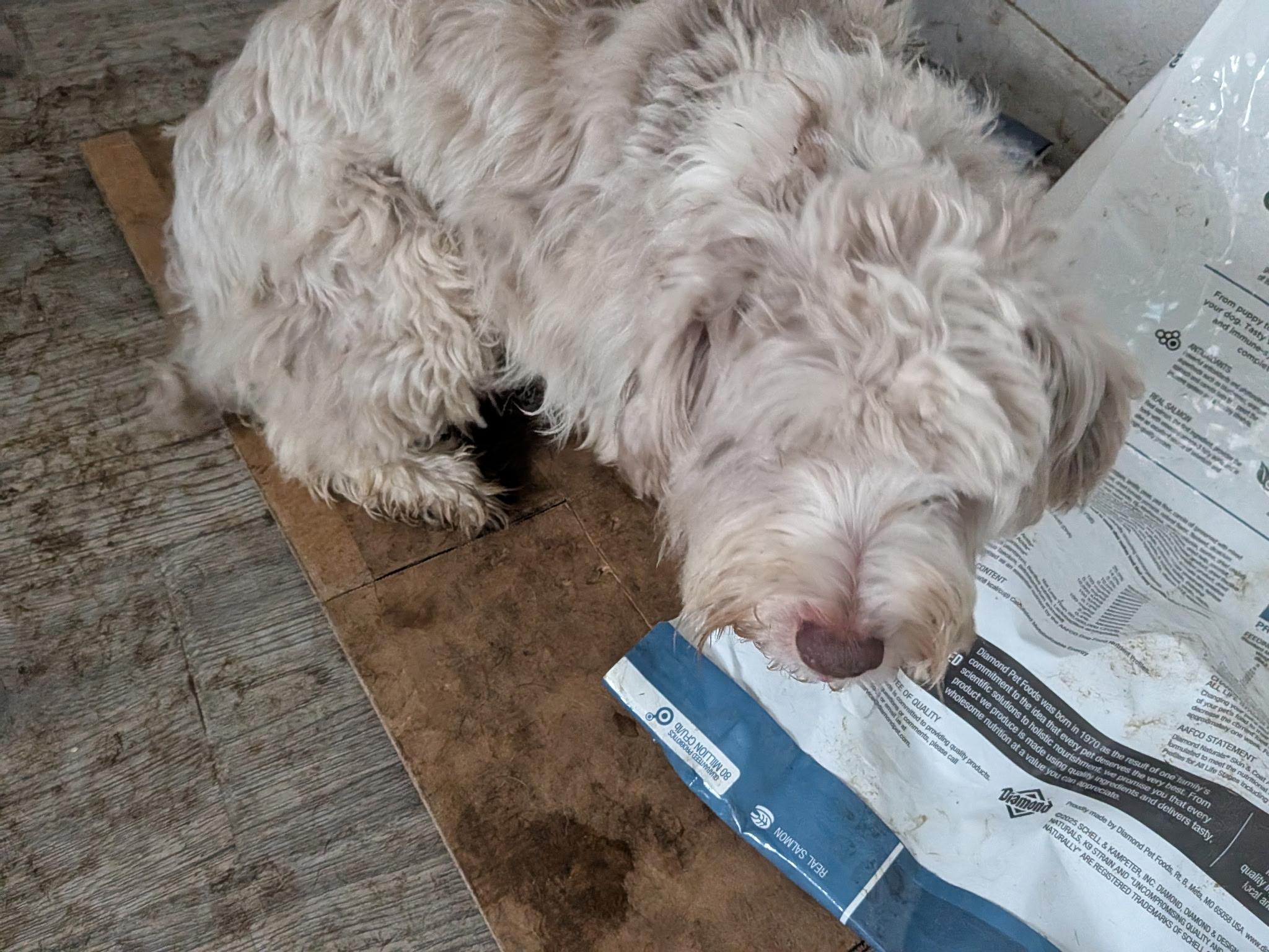 Enlarge Teddy, a ADOPTABLE Havanese in Beaverton, OR image 2/2