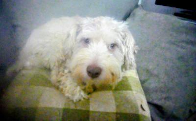 Enlarge Teddy, a ADOPTABLE Havanese in Beaverton, OR image 1/2