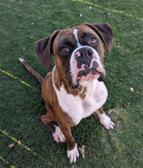 Enlarge MIKE TYSON, a Adoptable mixed breed in Redlands, CA image 1/1