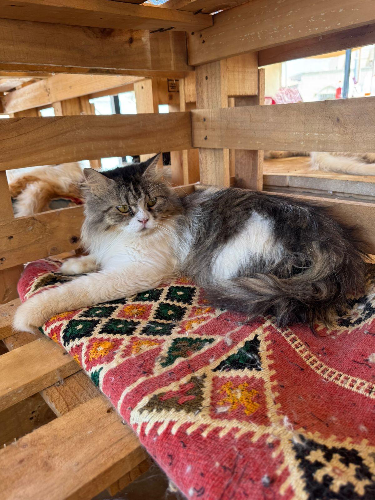 Makar, an adoptable Siberian, Norwegian Forest Cat in Woodbridge, ON, L4l 1j7 | Photo Image 1