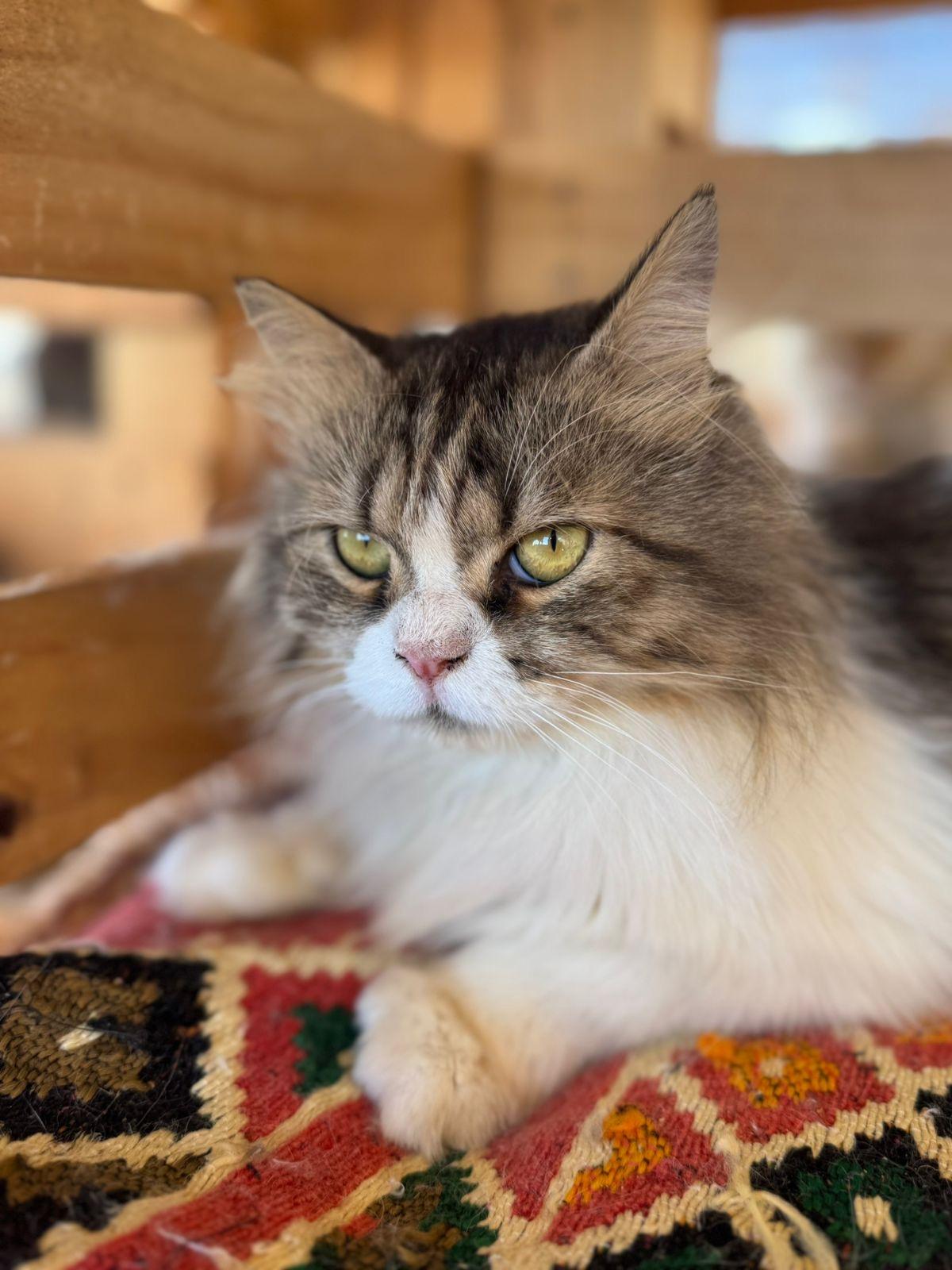 Makar, an adoptable Siberian, Norwegian Forest Cat in Woodbridge, ON, L4l 1j7 | Photo Image 5