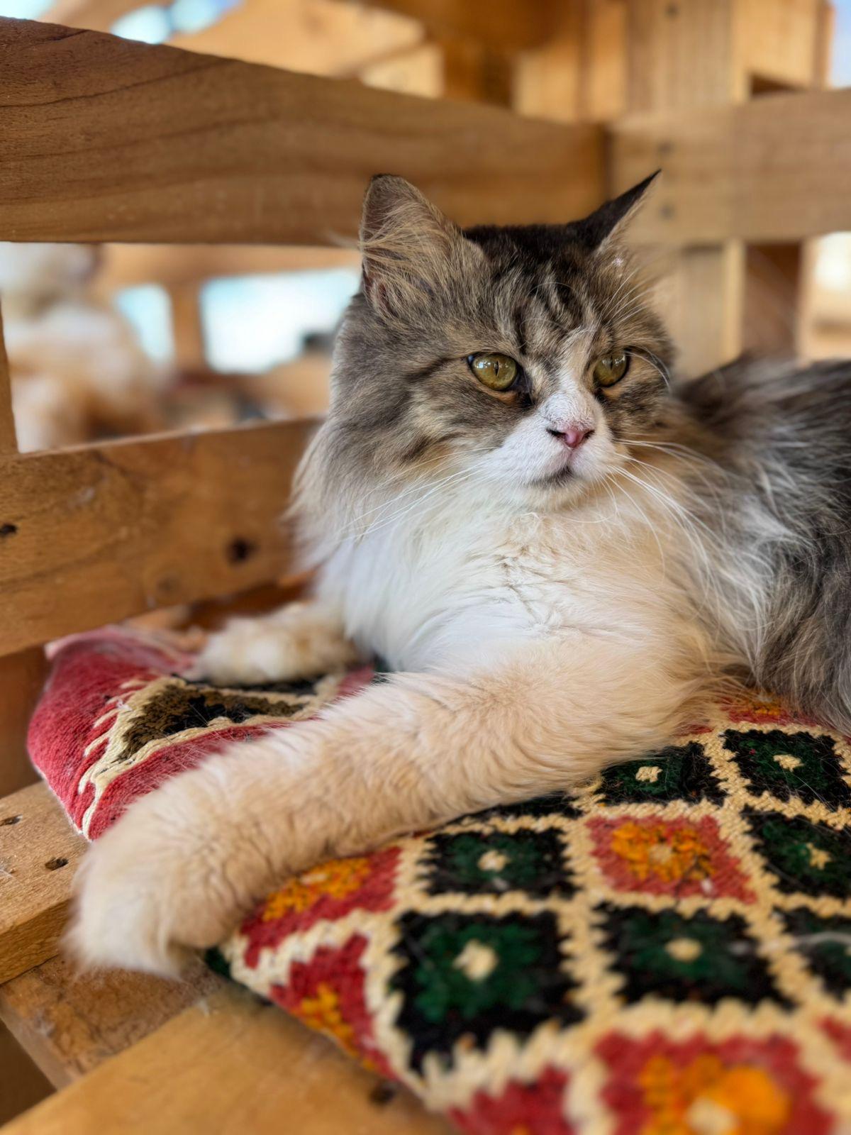 Makar, an adoptable Siberian, Norwegian Forest Cat in Woodbridge, ON, L4l 1j7 | Photo Image 3
