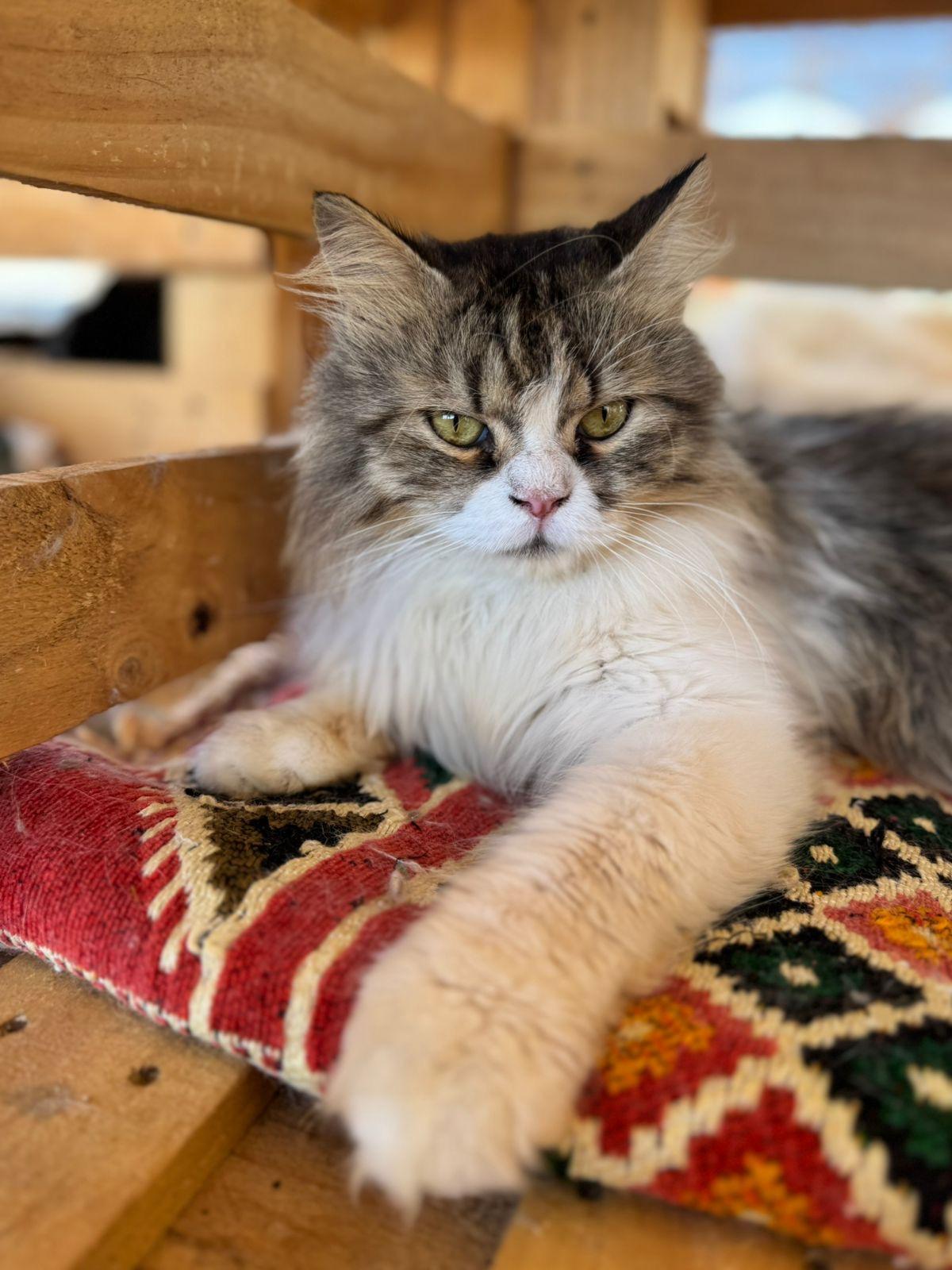 Makar, an adoptable Siberian, Norwegian Forest Cat in Woodbridge, ON, L4l 1j7 | Photo Image 4