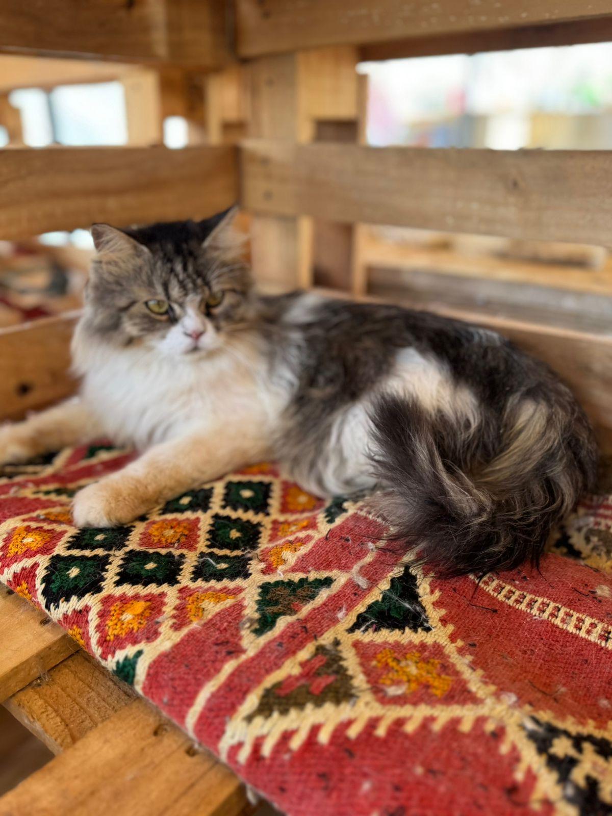 Makar, an adoptable Siberian, Norwegian Forest Cat in Woodbridge, ON, L4l 1j7 | Photo Image 2