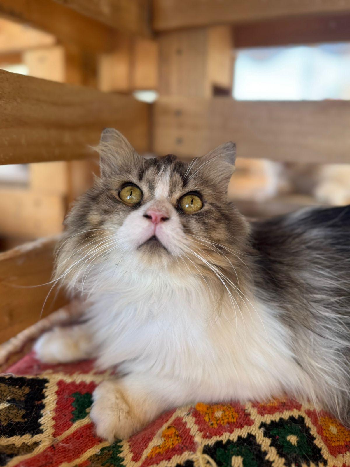 Makar, an adoptable Siberian, Norwegian Forest Cat in Woodbridge, ON, L4l 1j7 | Photo Image 6