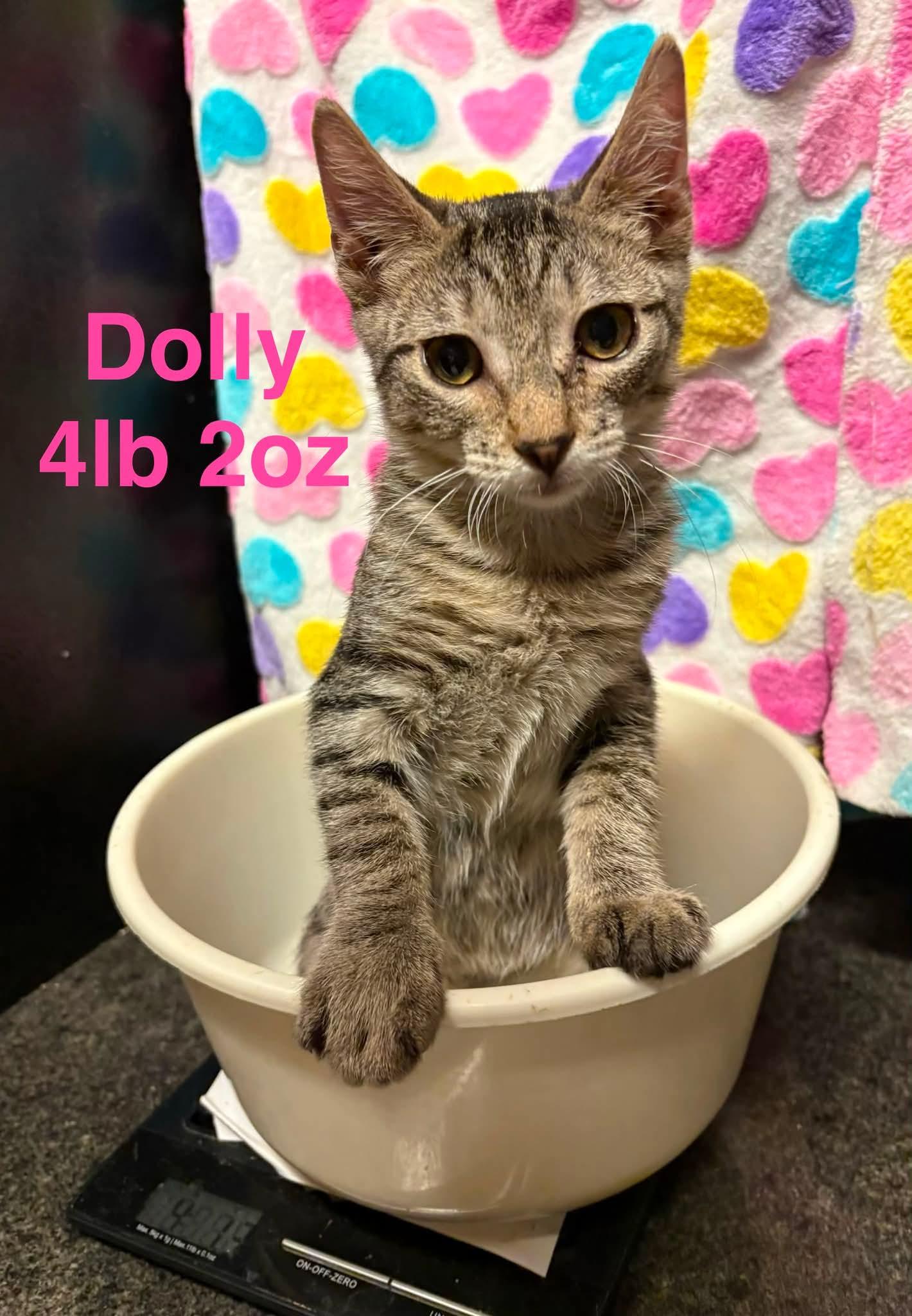 Dolly, Adoptable, Young Female Domestic Short Hair.