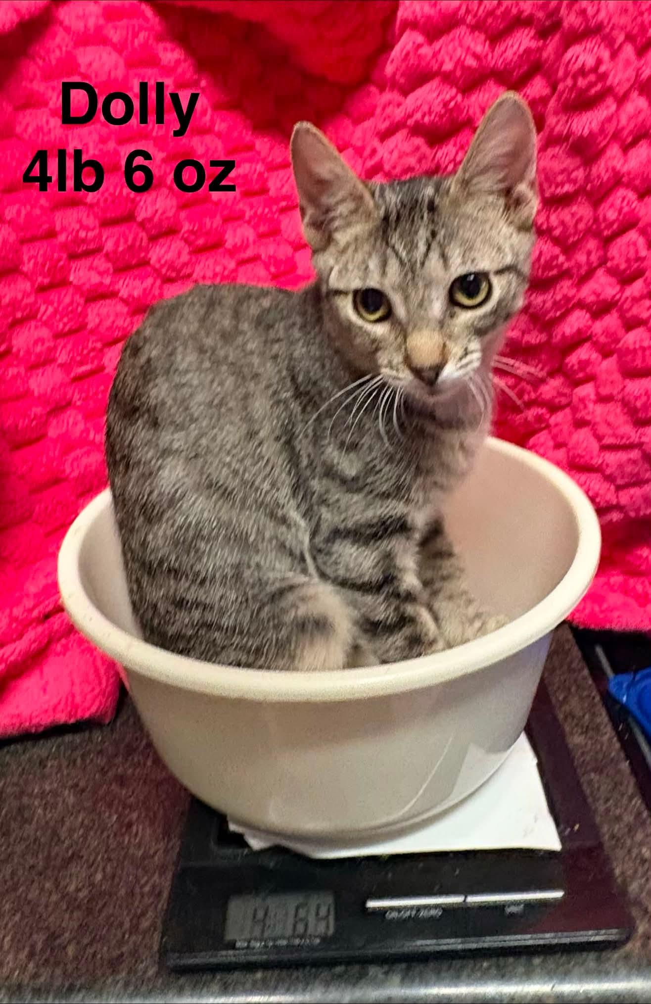 Enlarge Dolly, a Adoptable Domestic Short Hair in Mount Pleasant, TX image 4/4