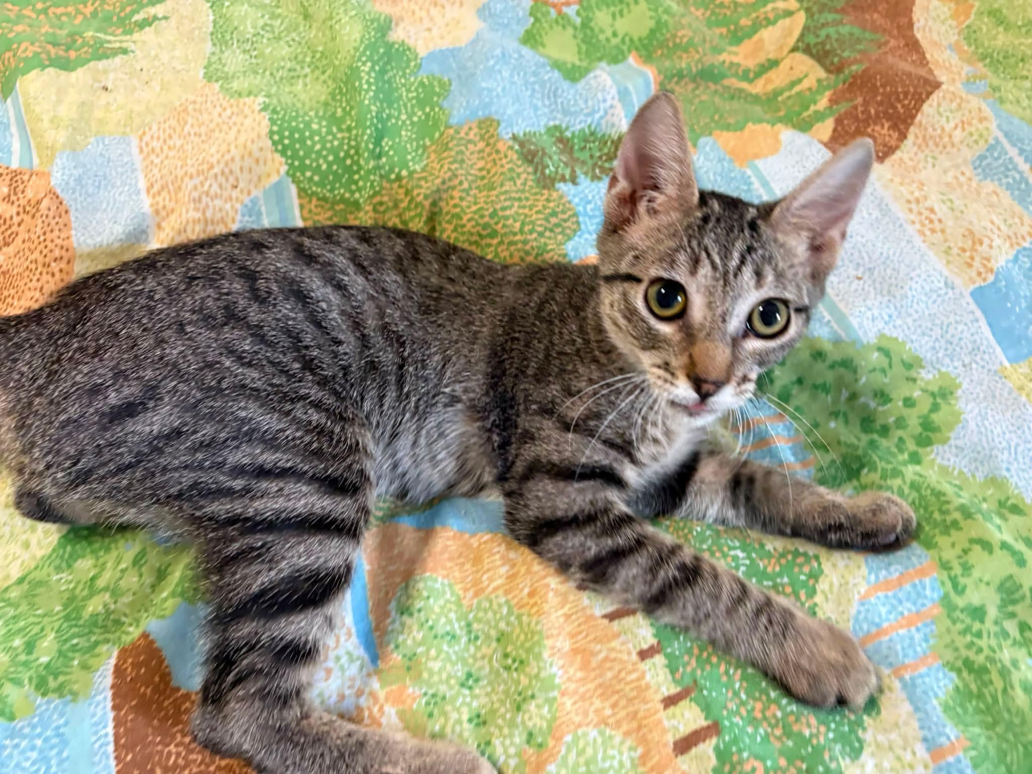 Enlarge Dolly, a Adoptable Domestic Short Hair in Mount Pleasant, TX image 2/4