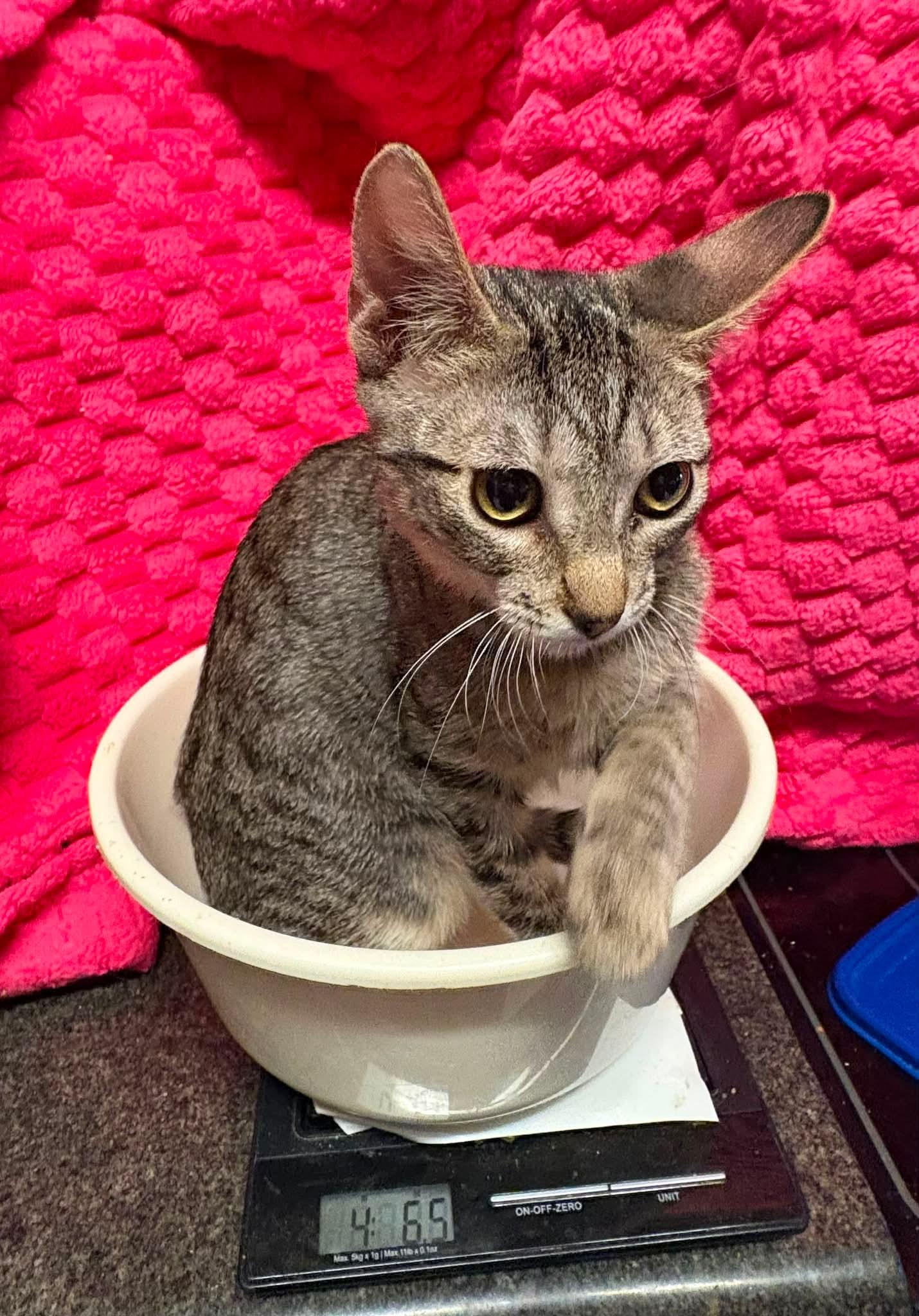 Enlarge Dolly, a Adoptable Domestic Short Hair in Mount Pleasant, TX image 3/4