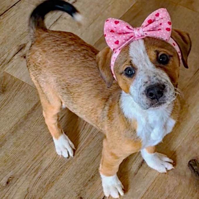 Snoelle, adopted, Puppy Female Retriever.