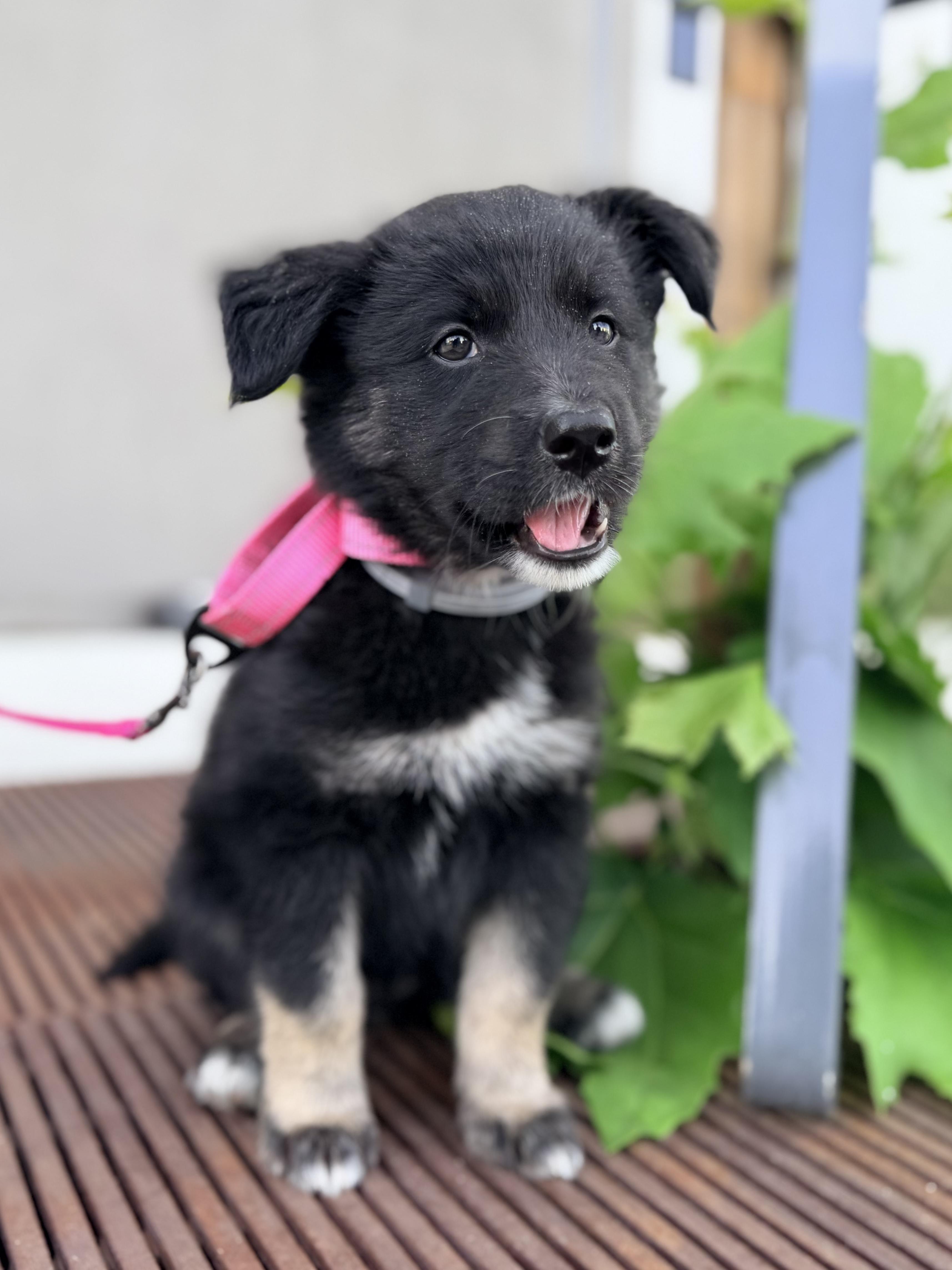 Enlarge Jellybean, an adopted mixed breed in Redwood City, CA image 6/6
