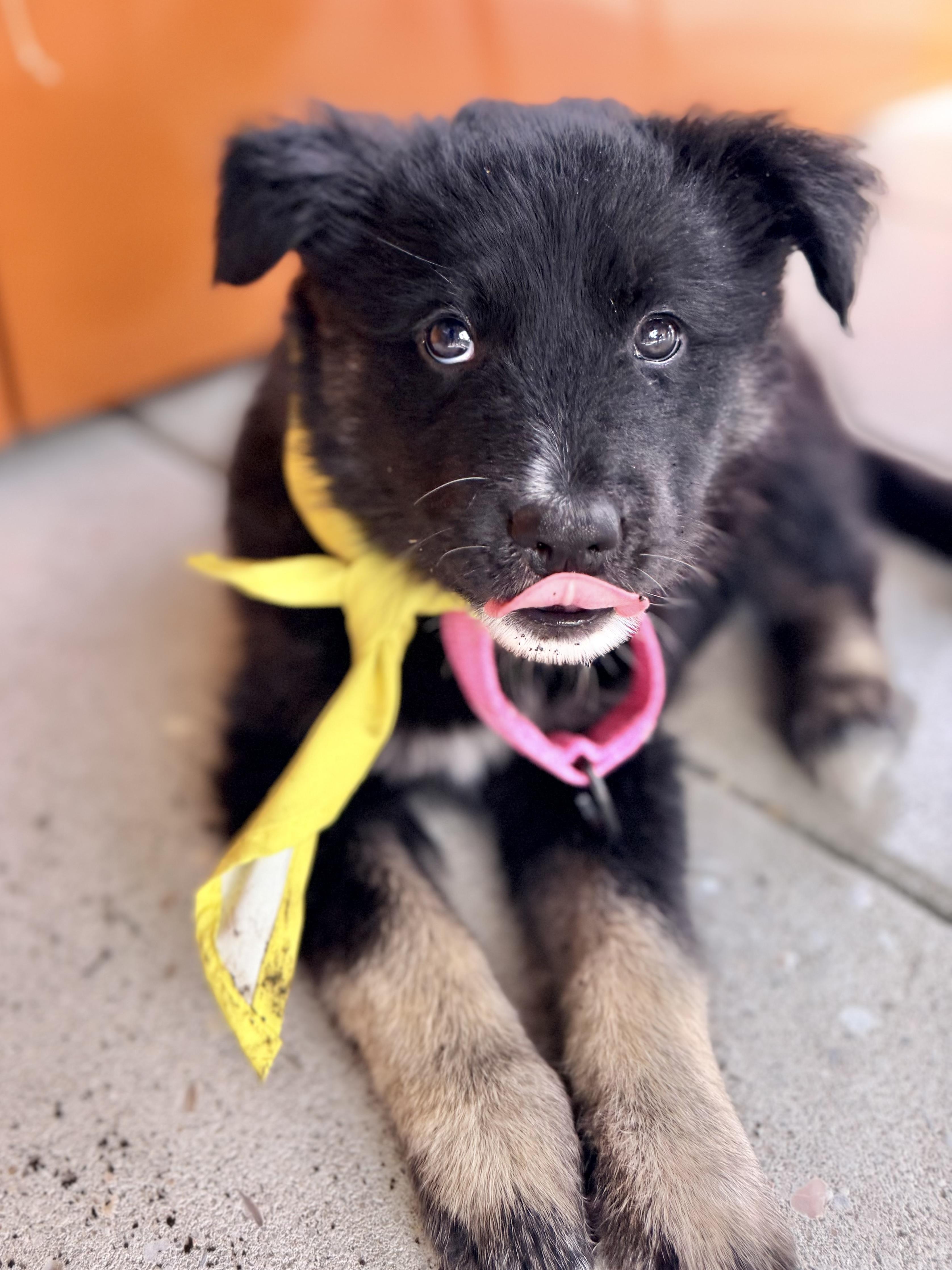 Enlarge Jellybean, an adopted mixed breed in Redwood City, CA image 2/6