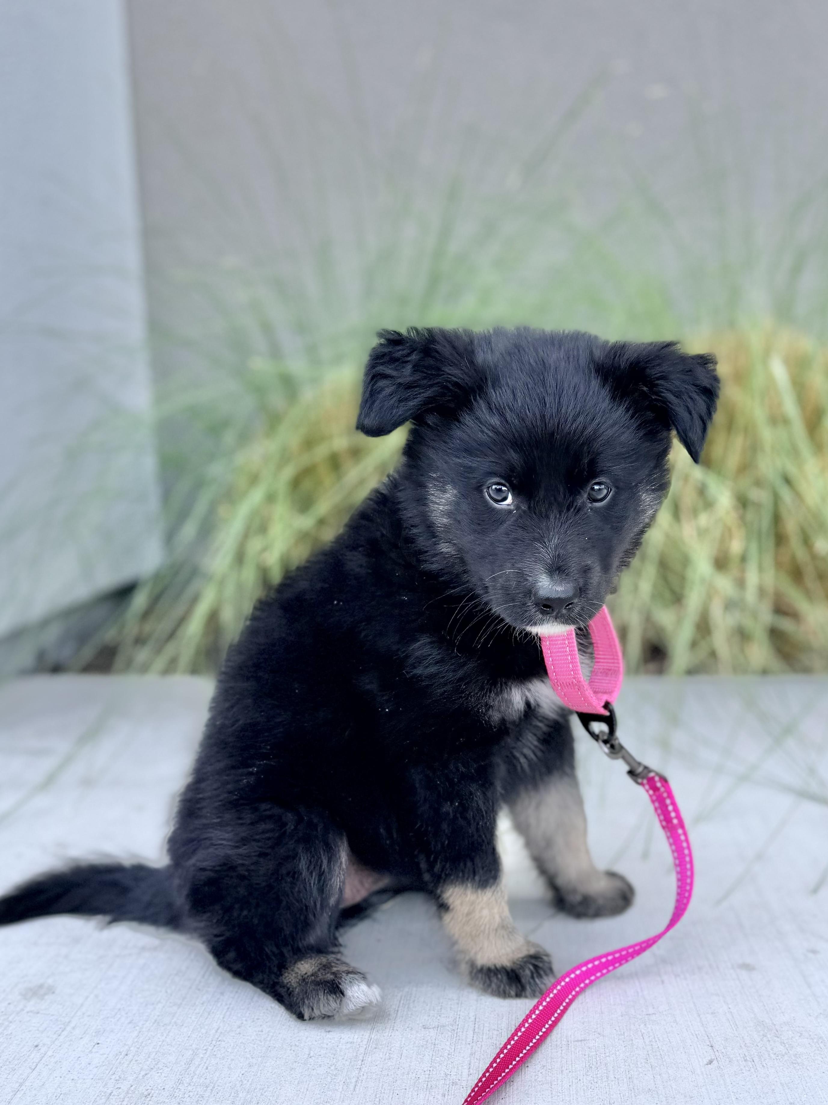 Enlarge Jellybean, an adopted mixed breed in Redwood City, CA image 3/6