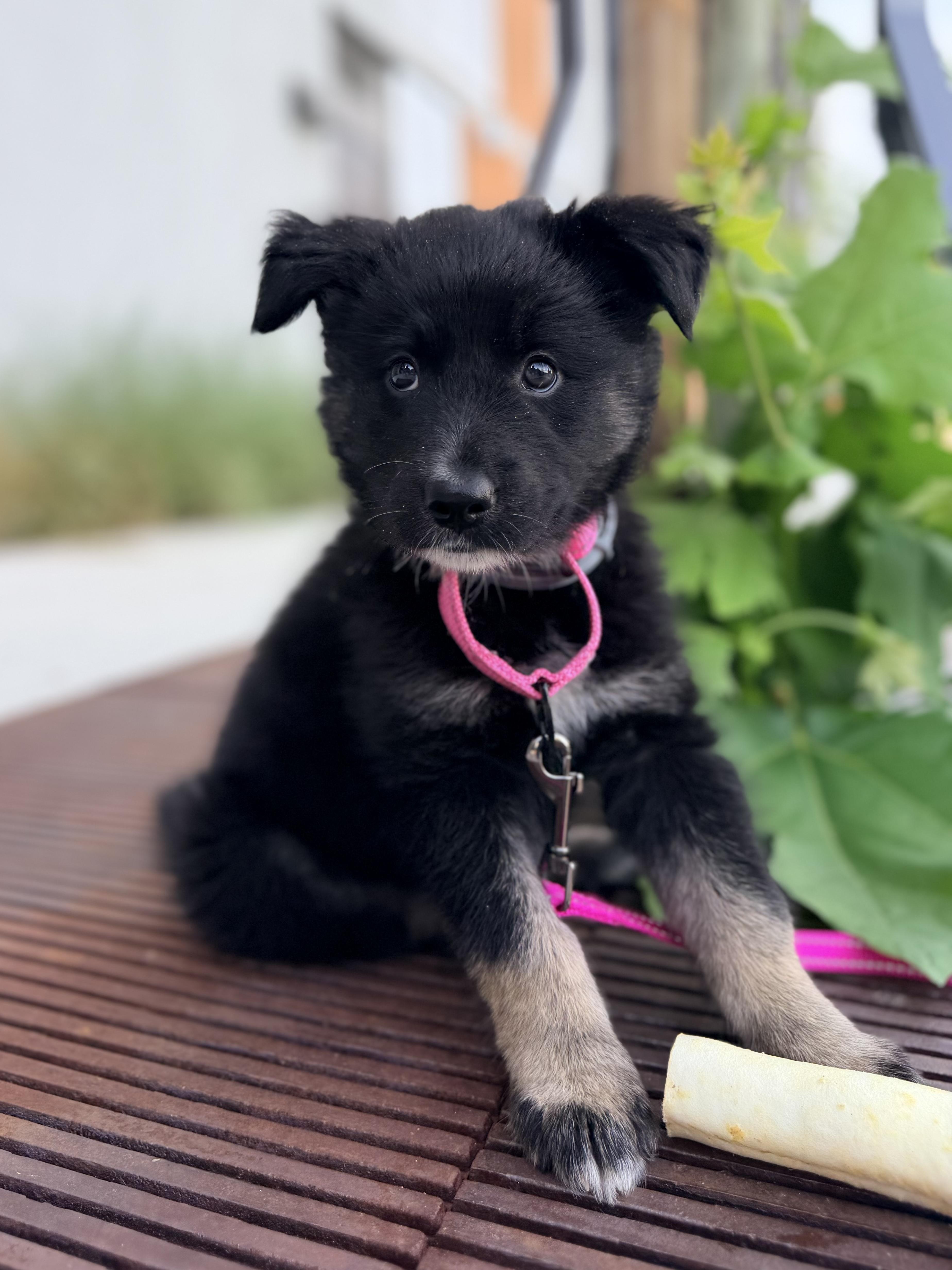Enlarge Jellybean, an adopted mixed breed in Redwood City, CA image 4/6