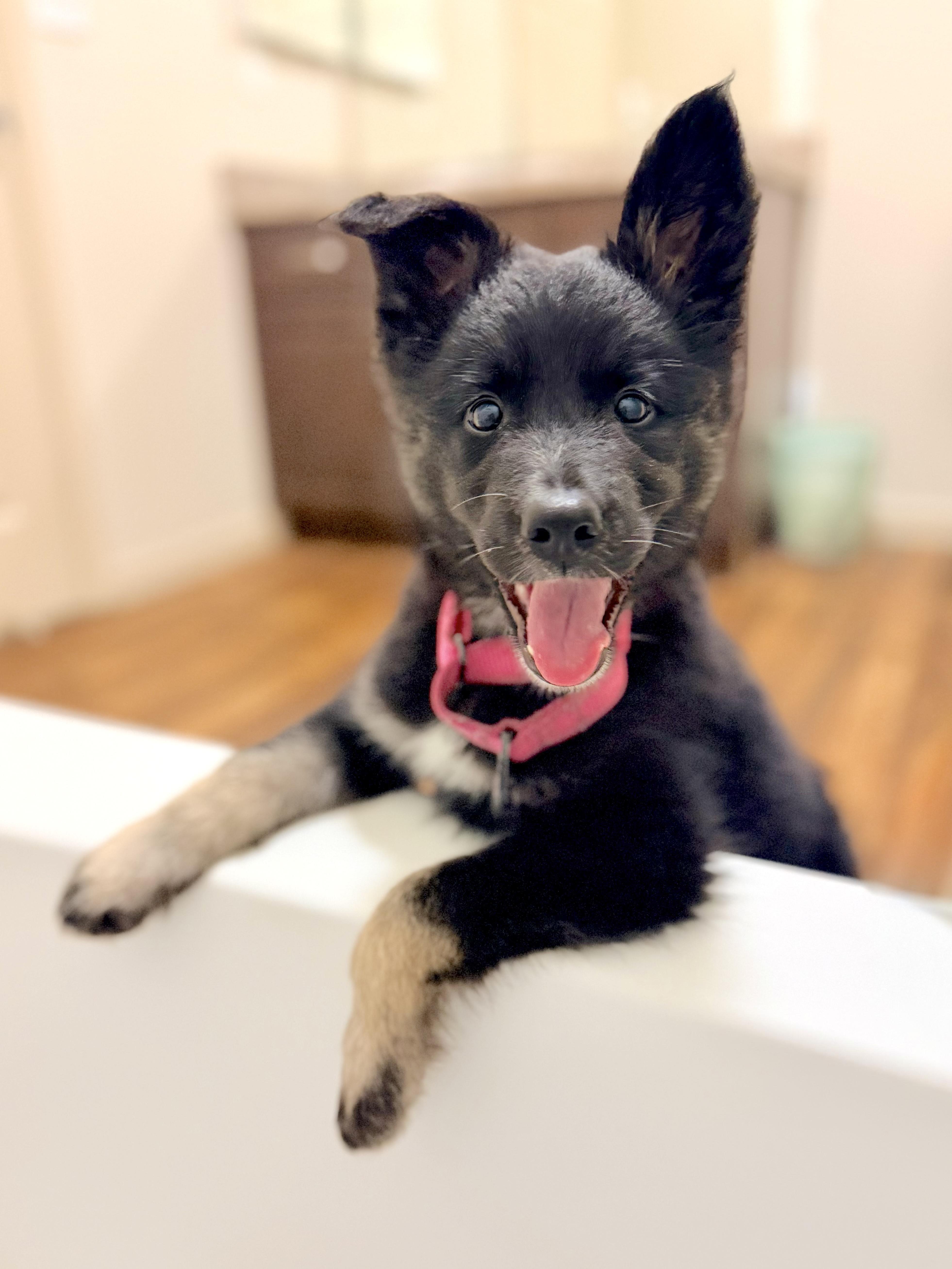 Enlarge Jellybean, an adopted mixed breed in Redwood City, CA image 1/6