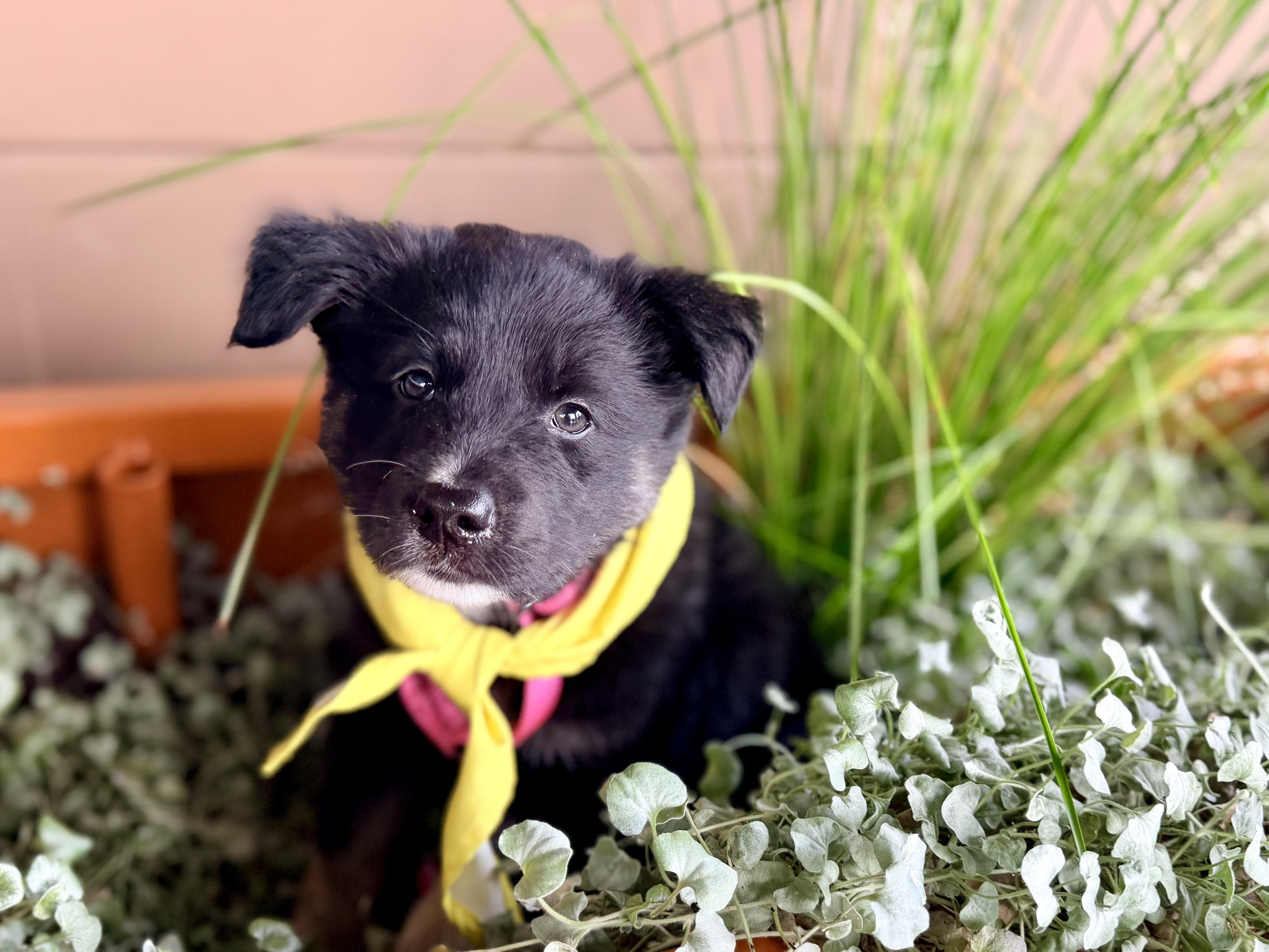 Enlarge Jellybean, an adopted mixed breed in Redwood City, CA image 5/6