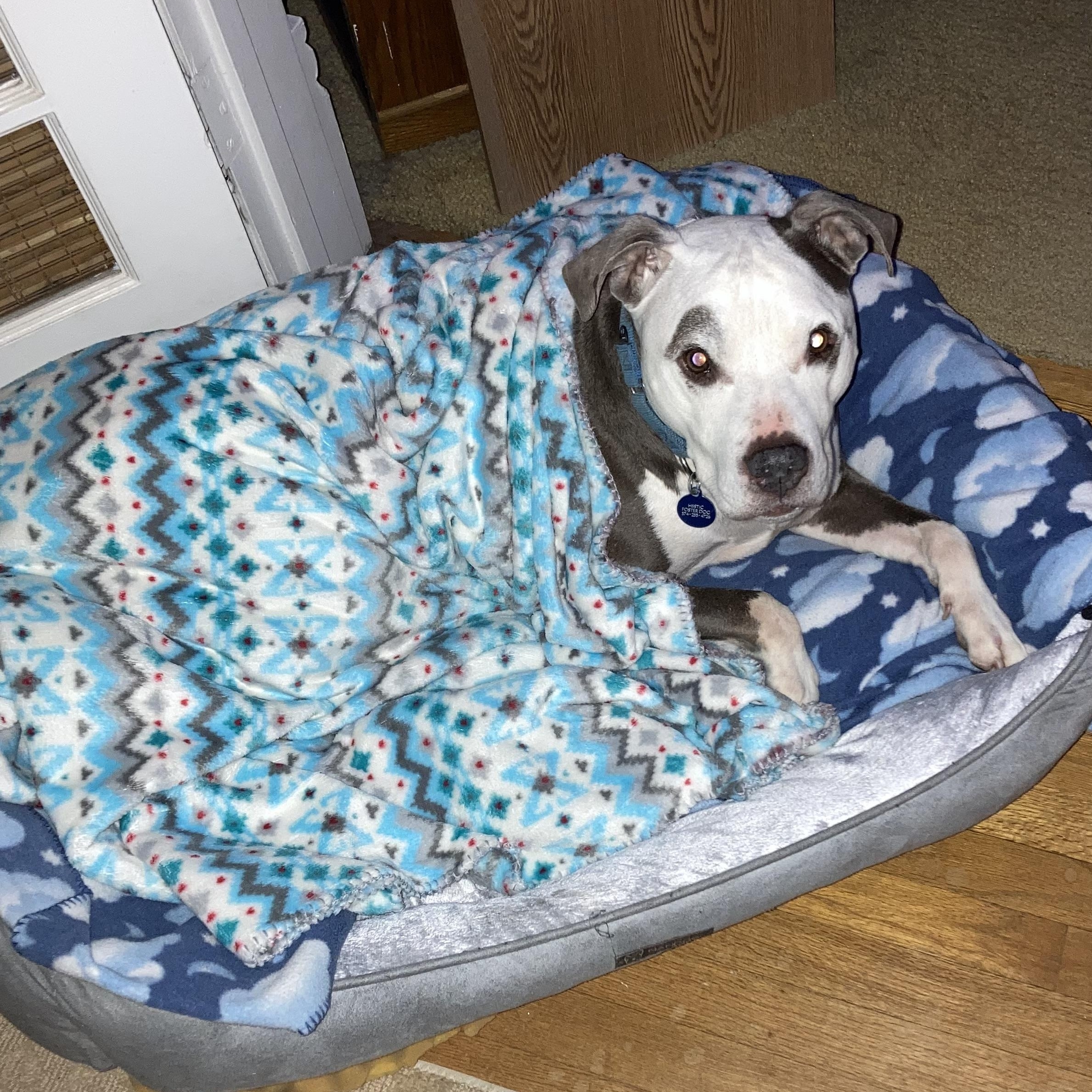 Enlarge Milo, a Adoptable mixed breed in Mishawaka, IN image 1/6