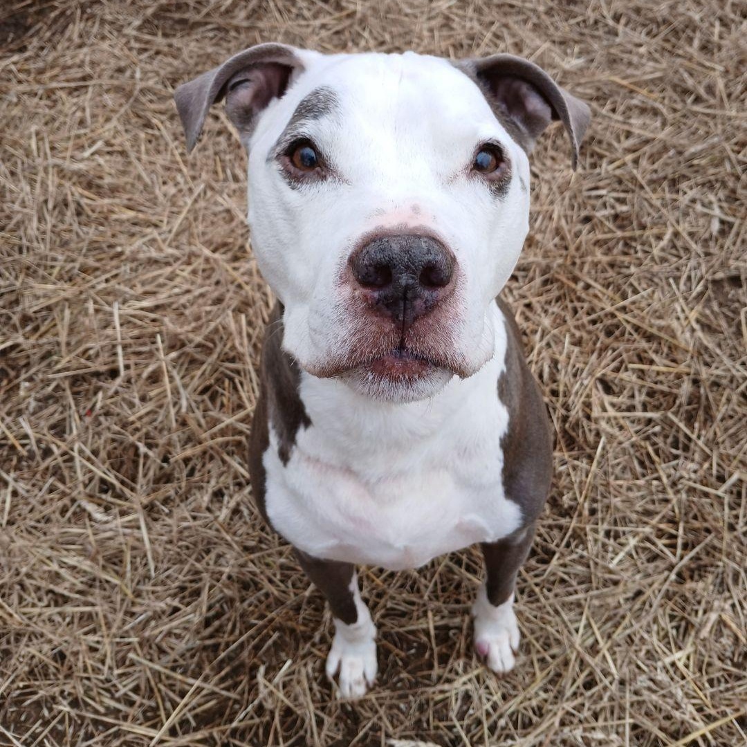 Enlarge Milo, a Adoptable mixed breed in Mishawaka, IN image 4/6