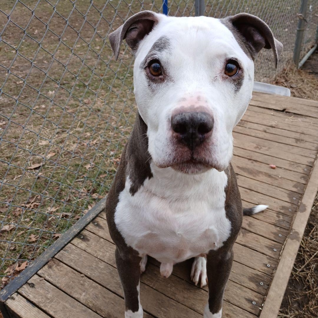 Enlarge Milo, a Adoptable mixed breed in Mishawaka, IN image 6/6