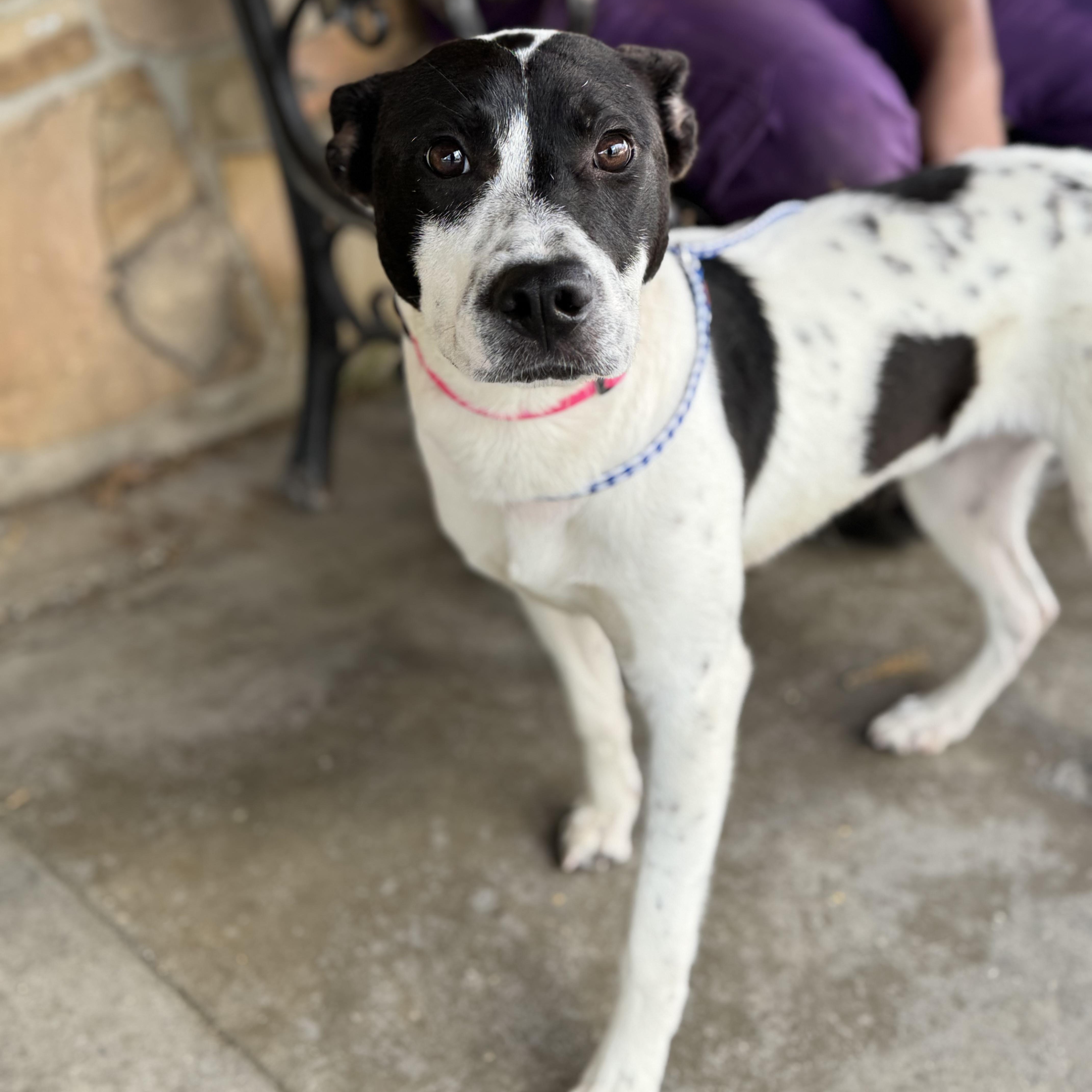 Enlarge Daisy, a ADOPTABLE mixed breed in Randleman, NC image 2/5