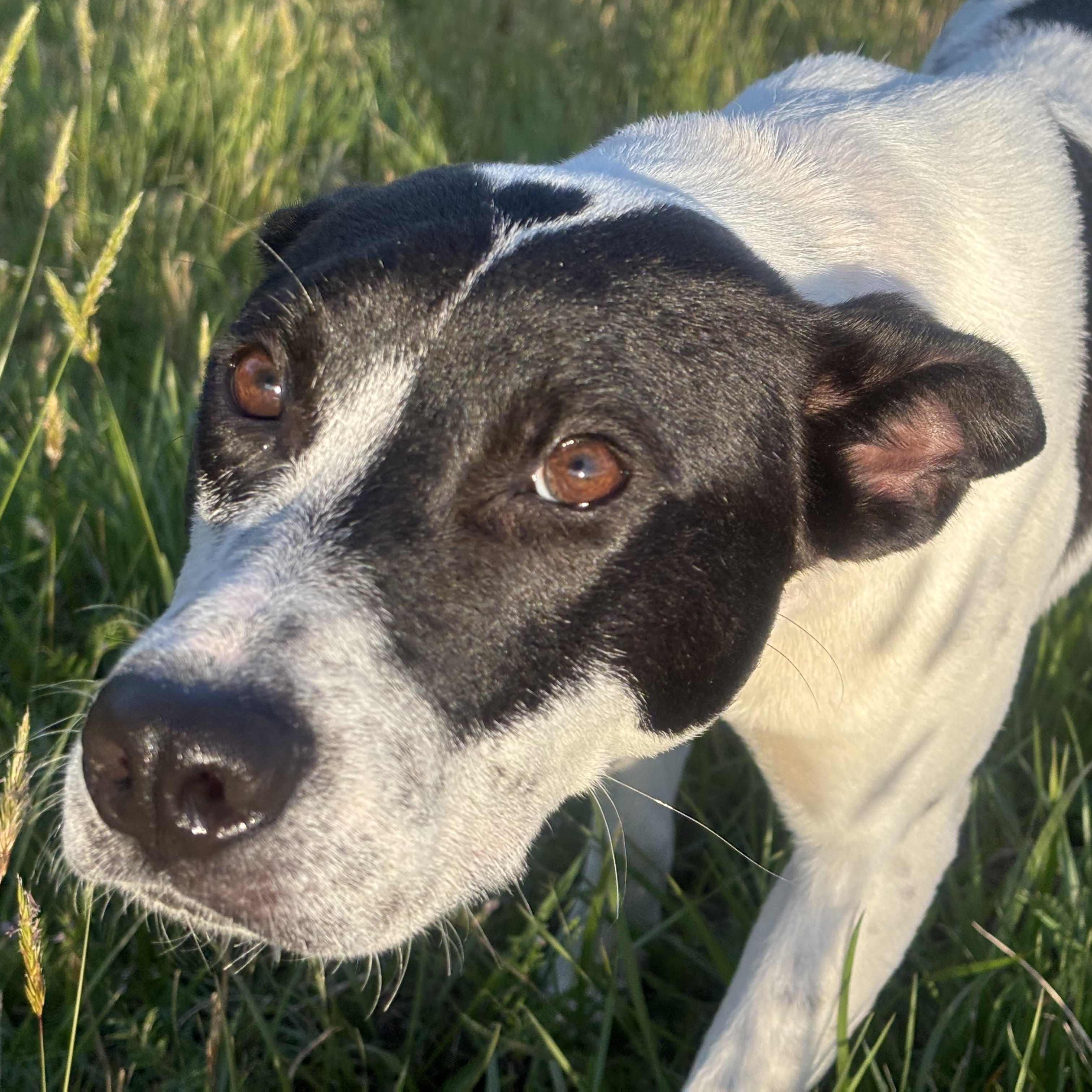 Enlarge Daisy, a ADOPTABLE mixed breed in Randleman, NC image 3/5