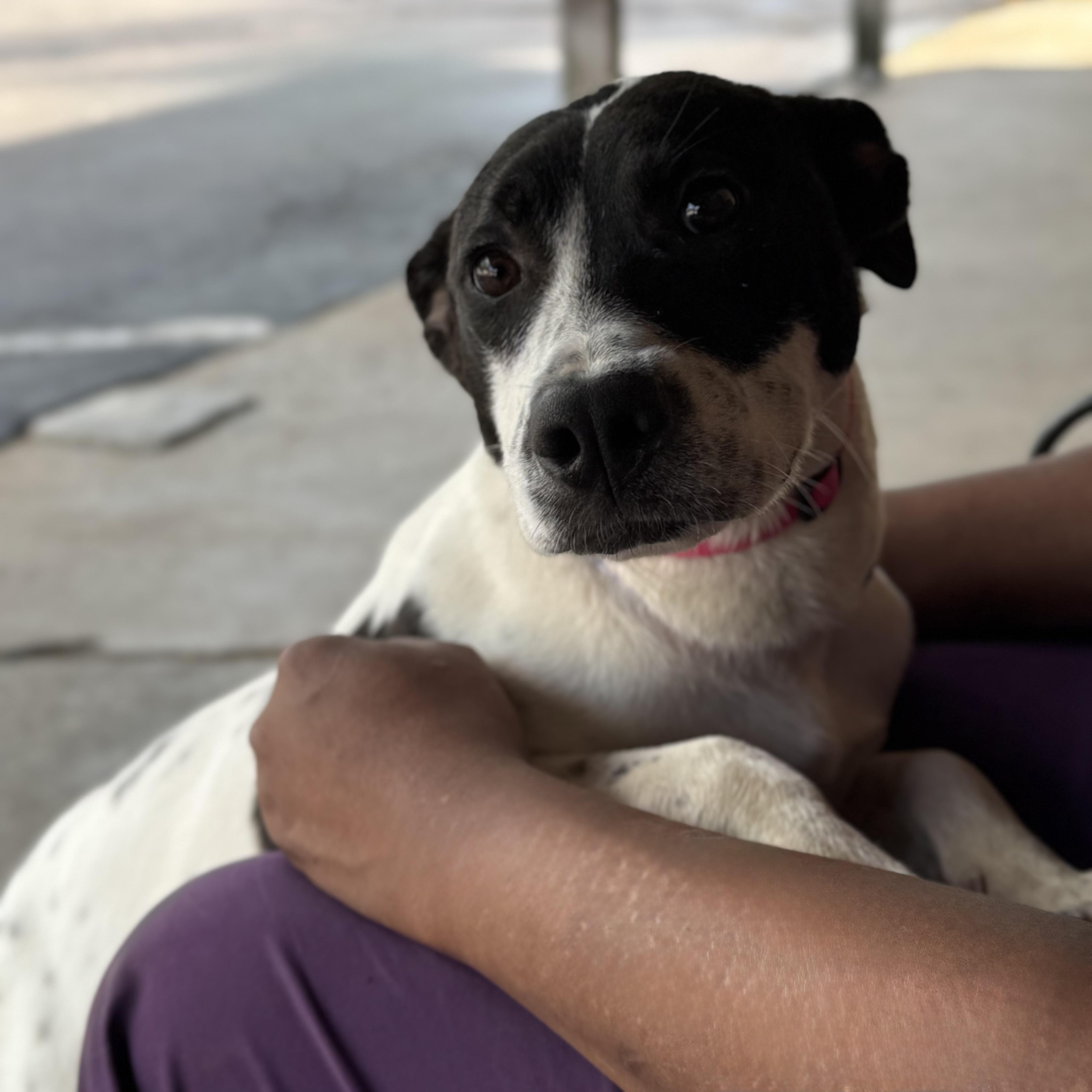 Enlarge Daisy, a ADOPTABLE mixed breed in Randleman, NC image 5/5