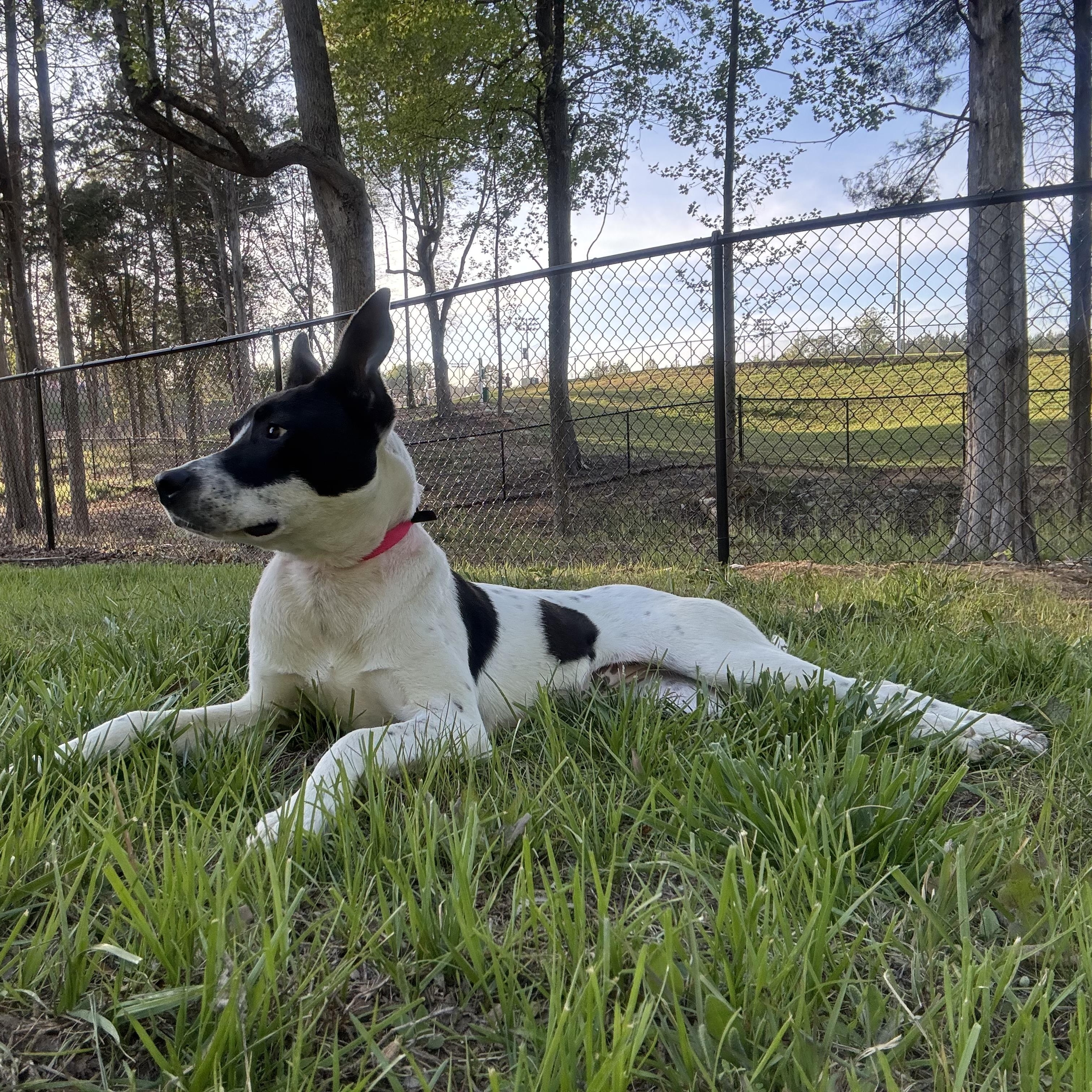 Enlarge Daisy, a ADOPTABLE mixed breed in Randleman, NC image 4/5