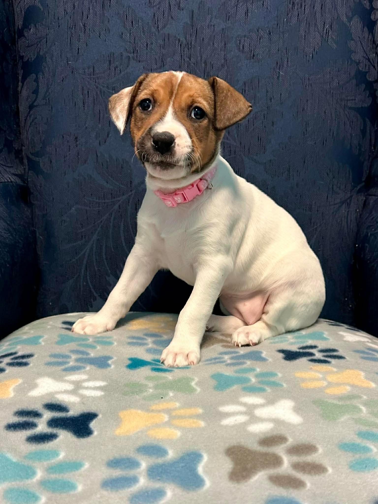 Enlarge Hadley, a ADOPTABLE mixed breed in Walker, LA image 4/5