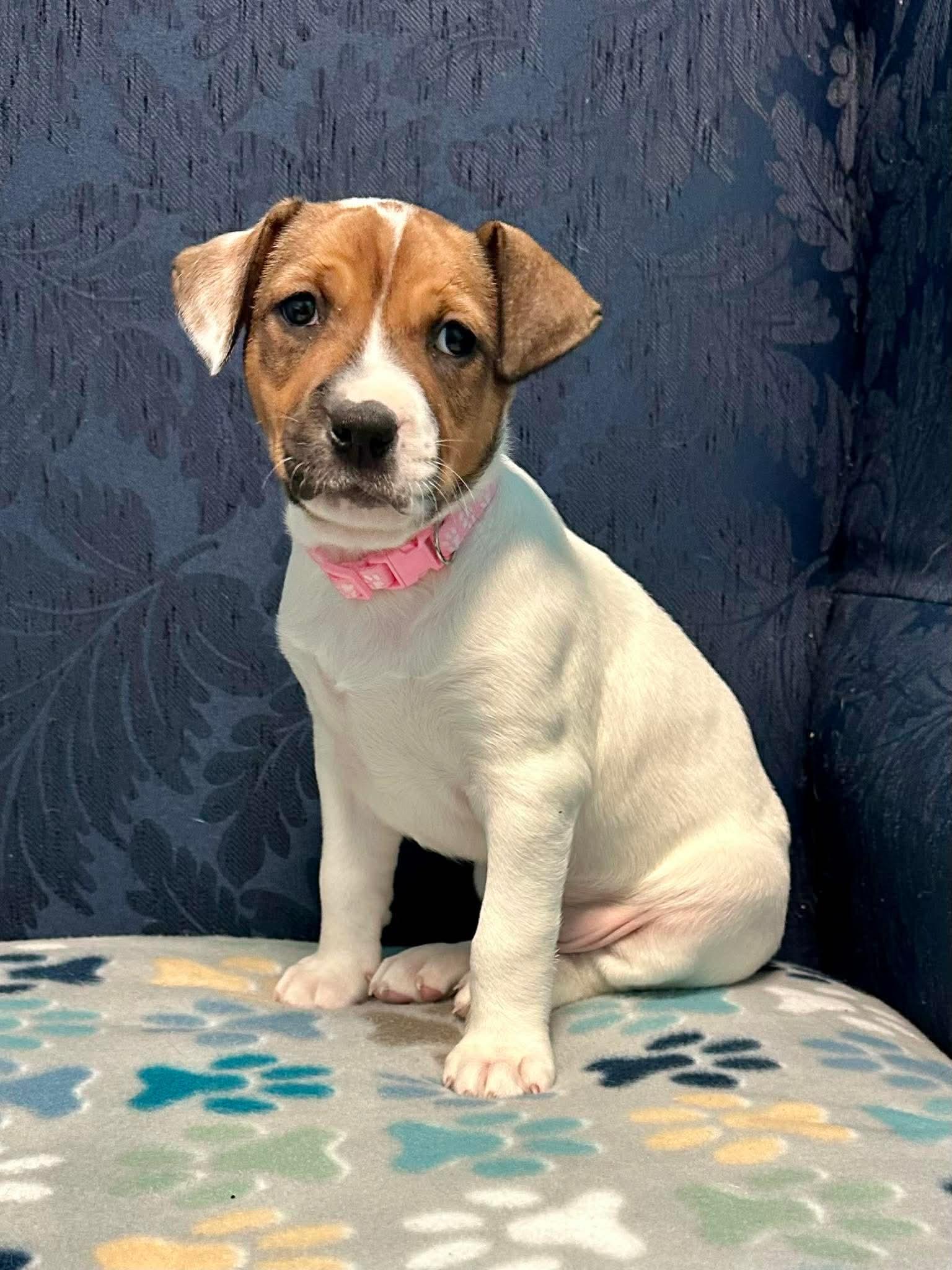 Enlarge Hadley, a ADOPTABLE mixed breed in Walker, LA image 1/5