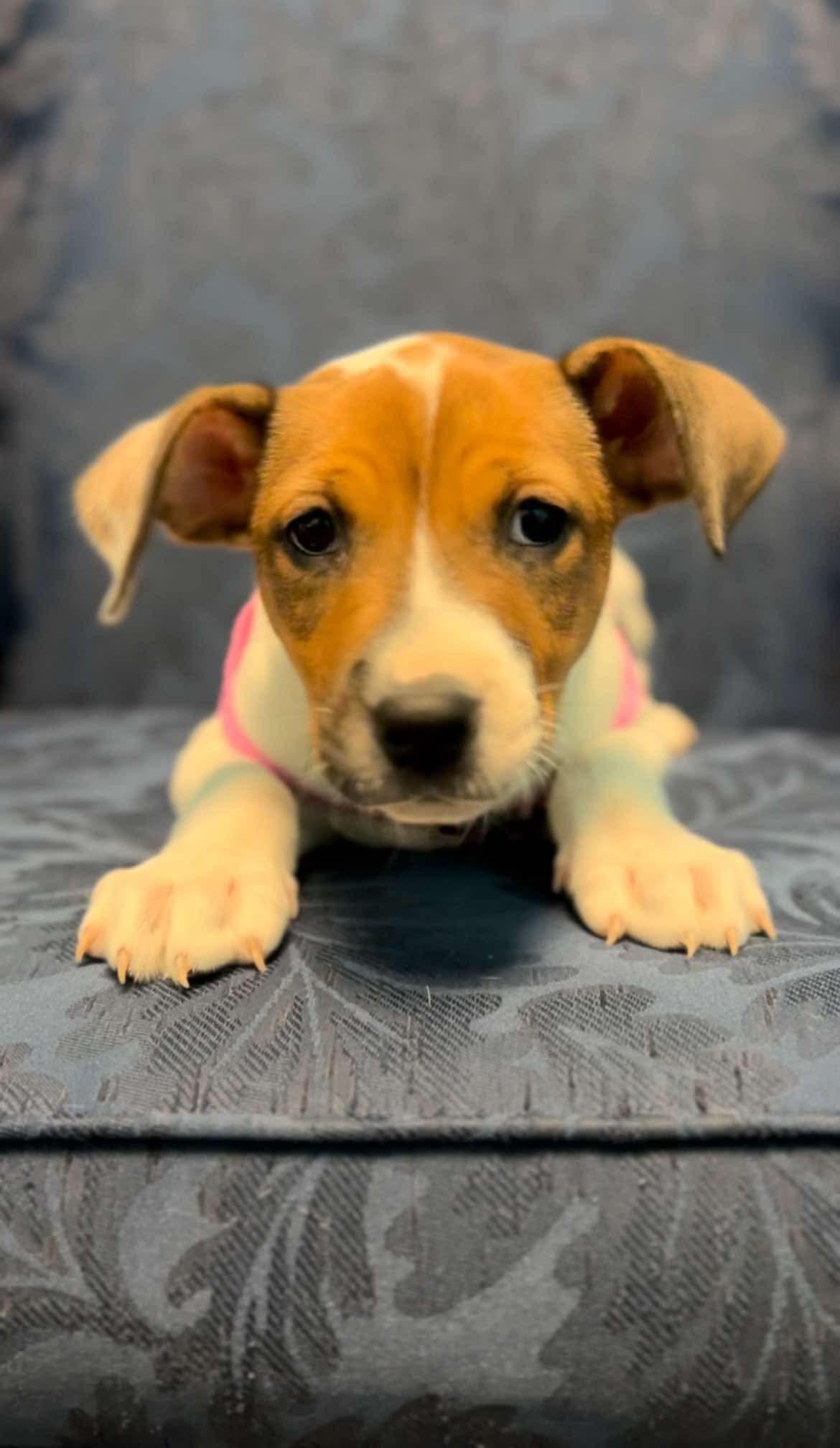 Enlarge Hadley, a ADOPTABLE mixed breed in Walker, LA image 5/5