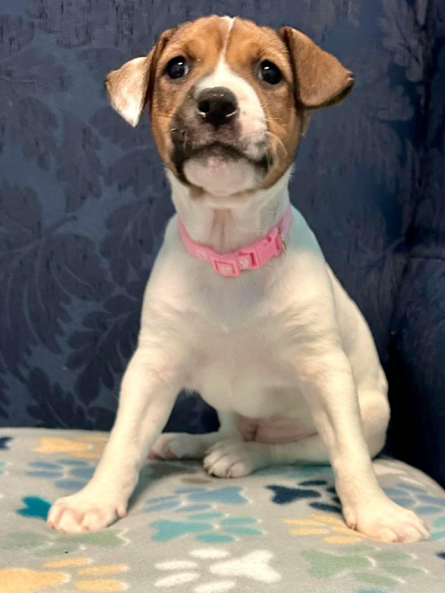 Enlarge Hadley, a ADOPTABLE mixed breed in Walker, LA image 2/5